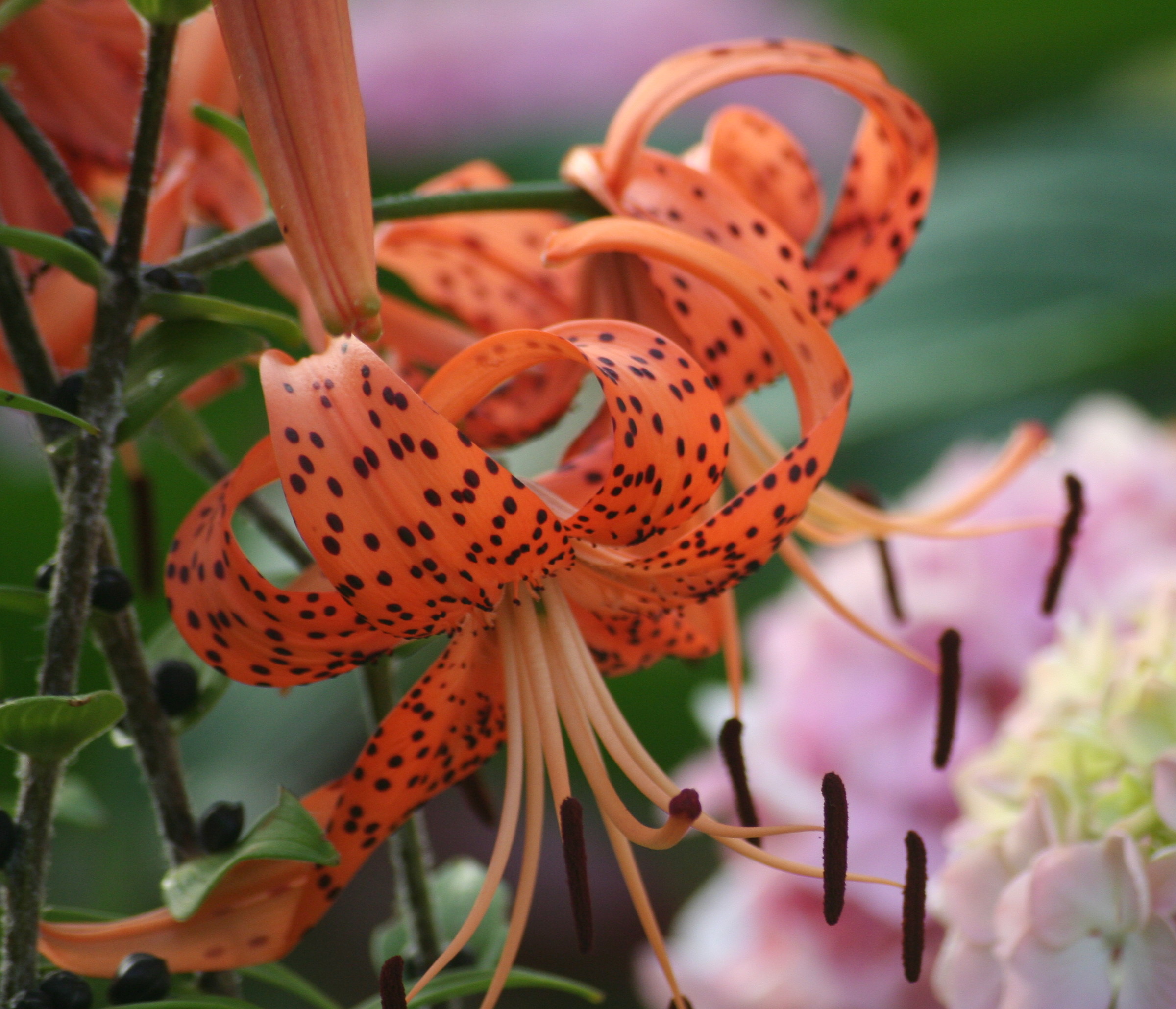 Lilium