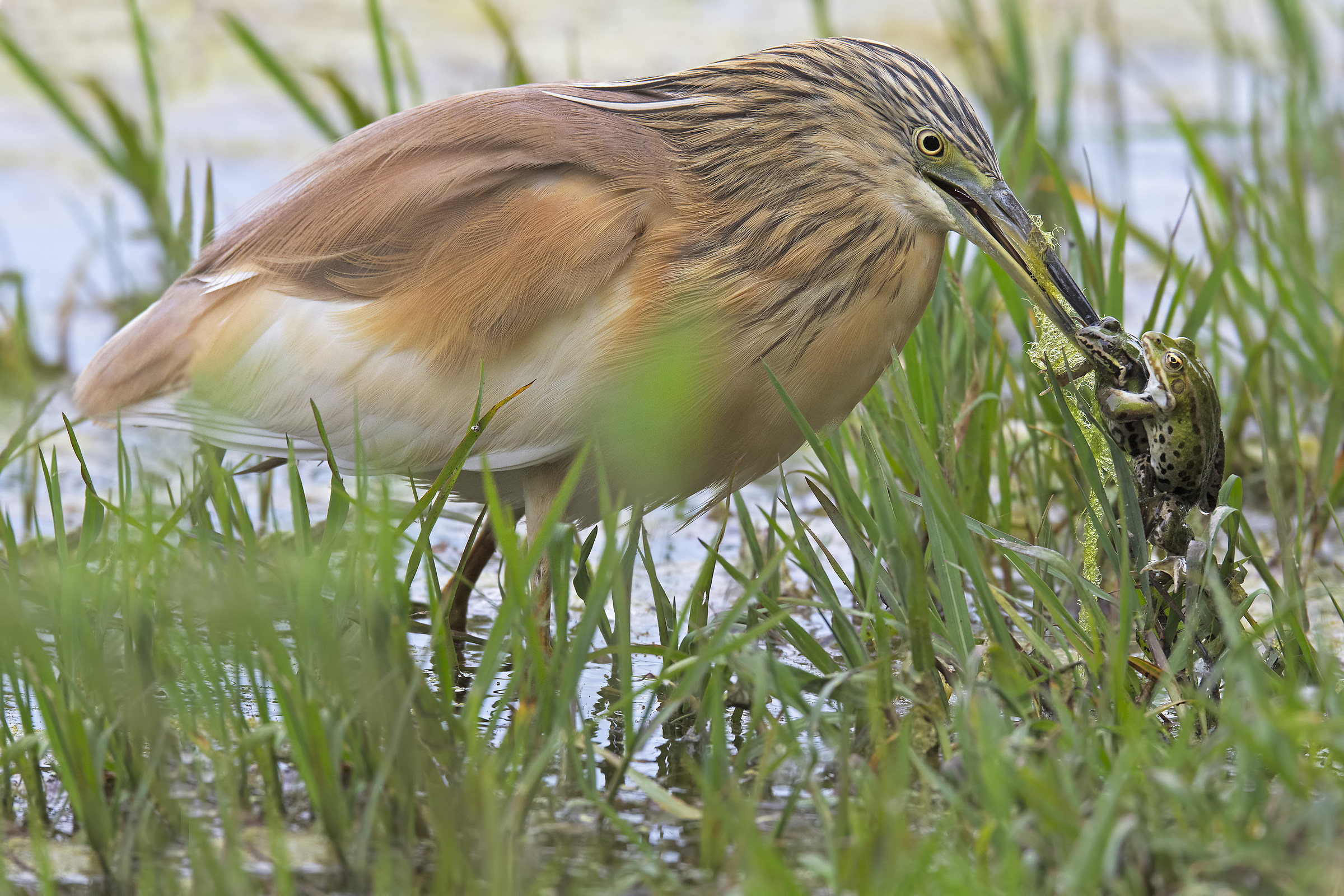 L'ultimo accoppiamento.