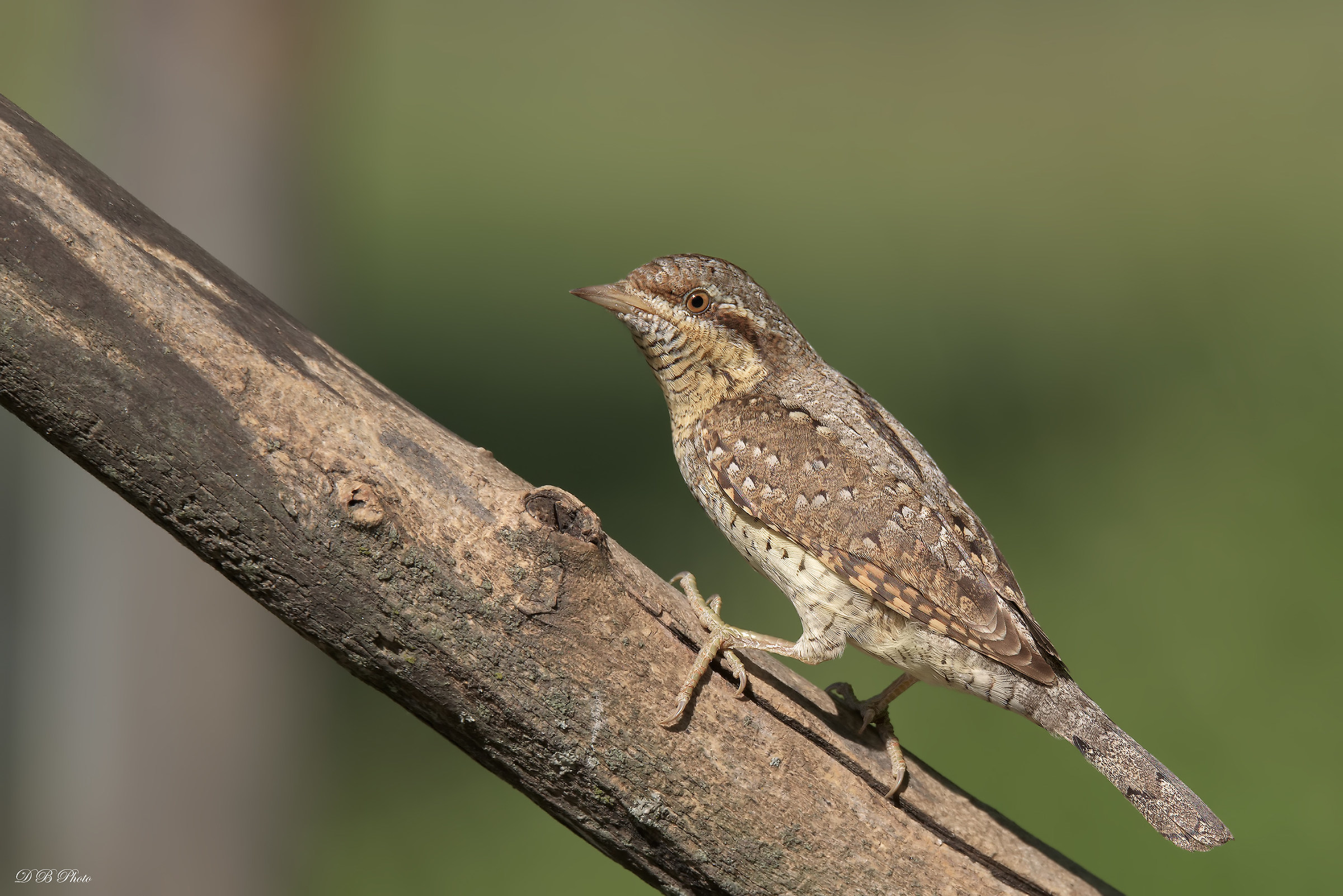 Torcicollo - Jynx Torquilla