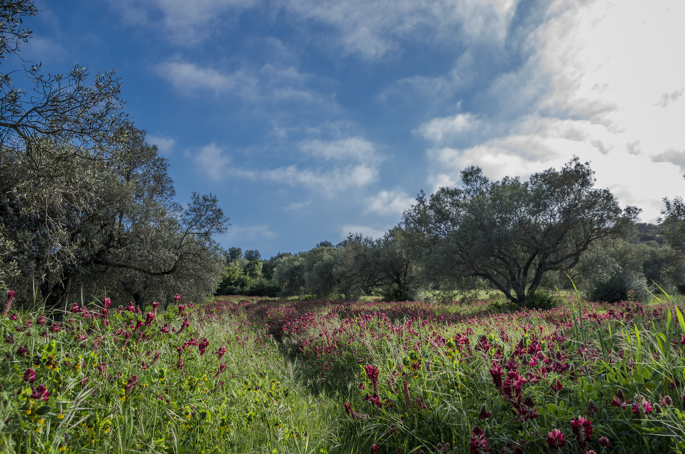 Olive grove in the spring