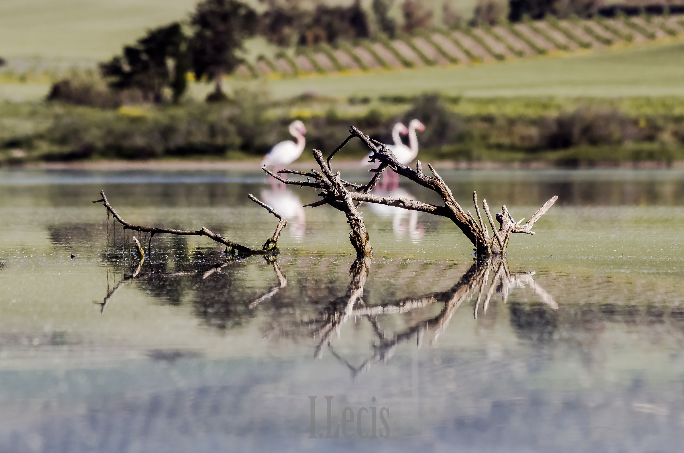 Flamingo Friends Stani Saliu