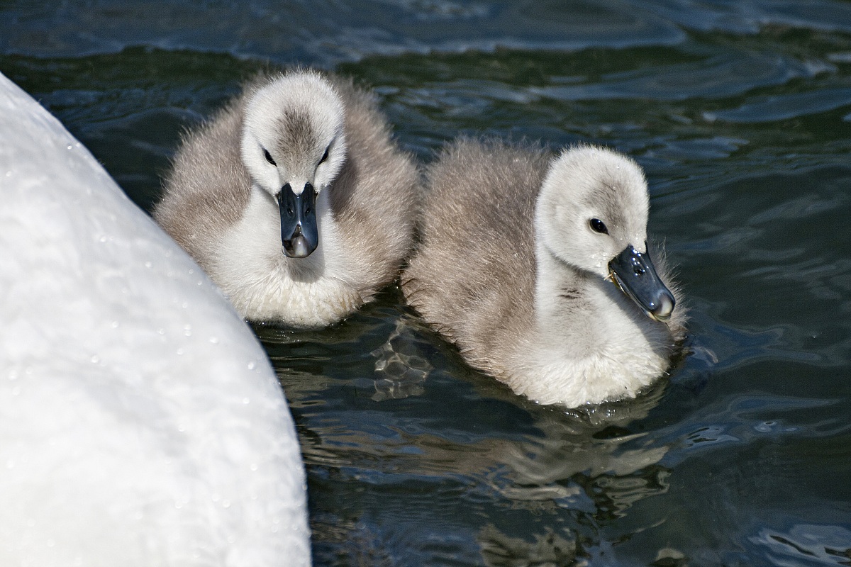 Mute Swan (small)