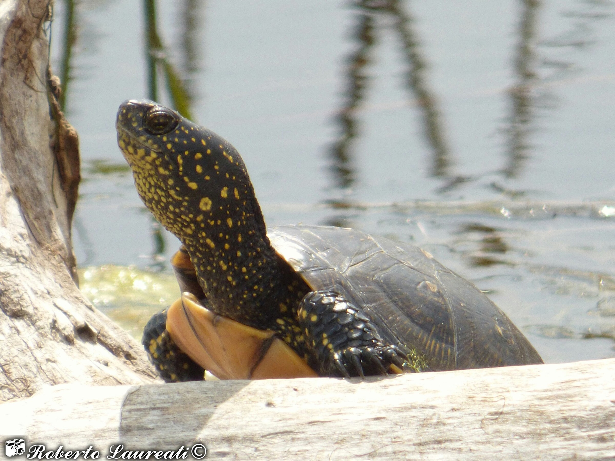 European pond turtle (Emys orbicularis)