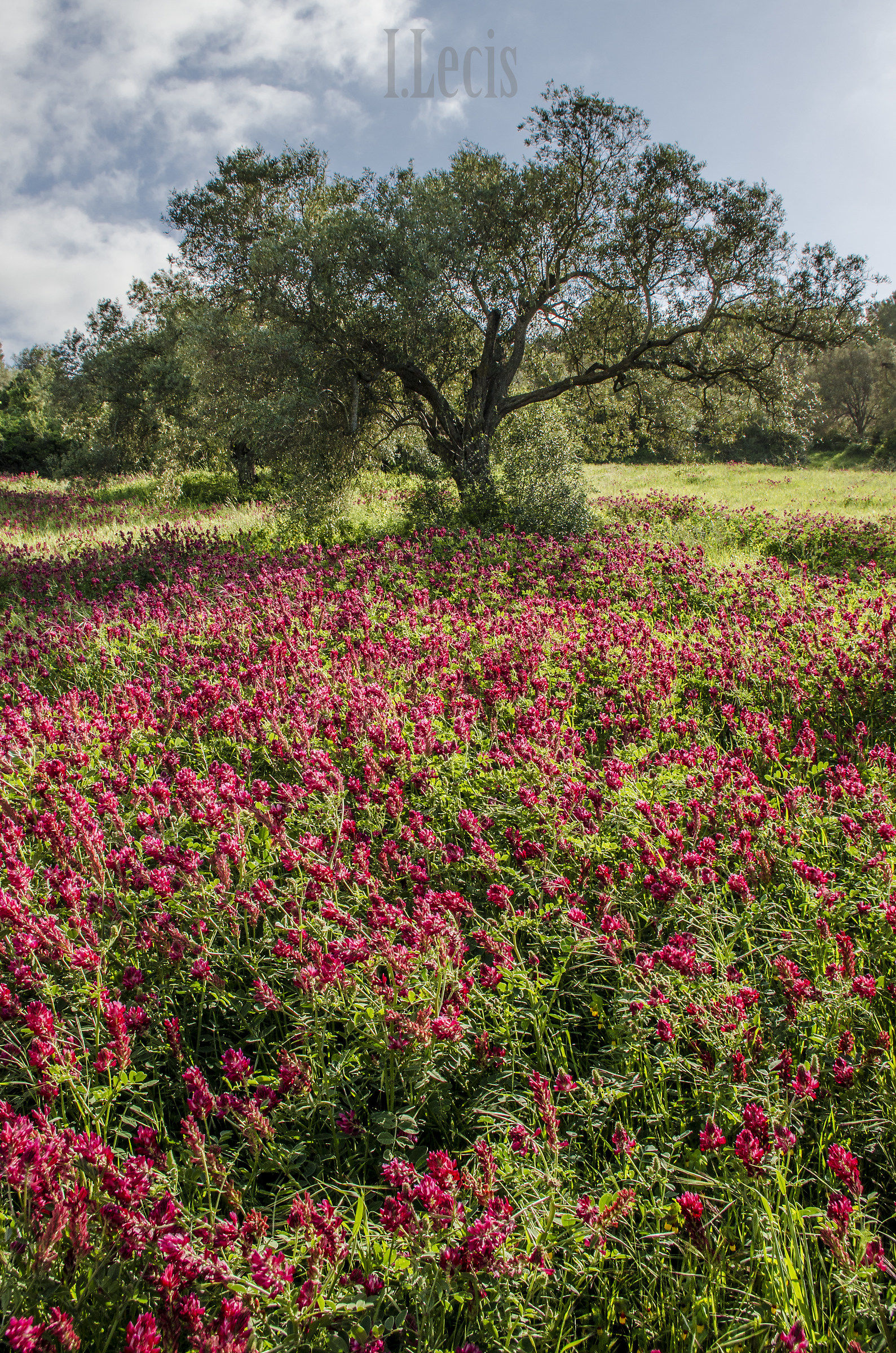 olive tree in the spring