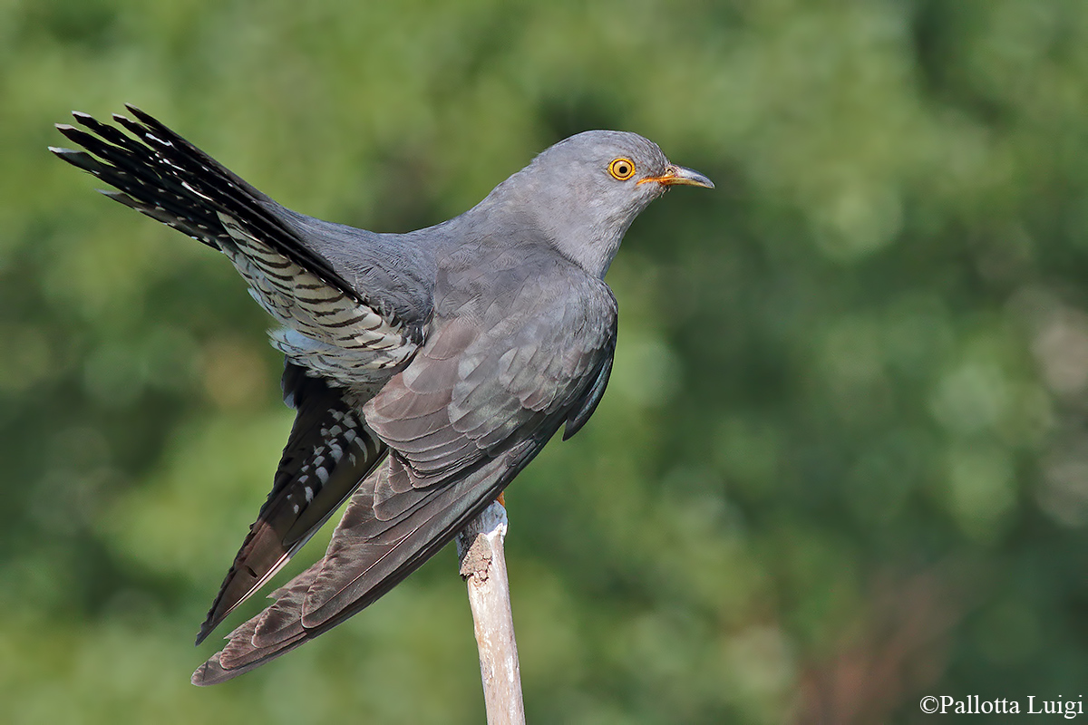 Cuckoo (Cuculus canorus)