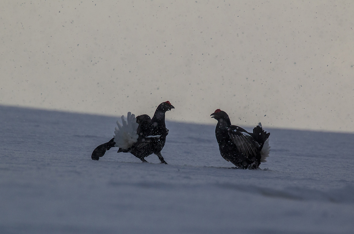 fighting in the snow
