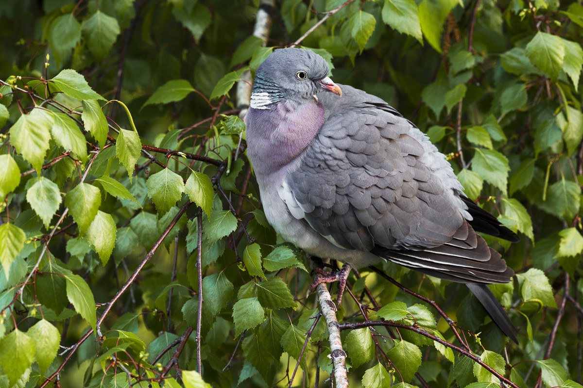 Pigeon (Columba palumbus) ...