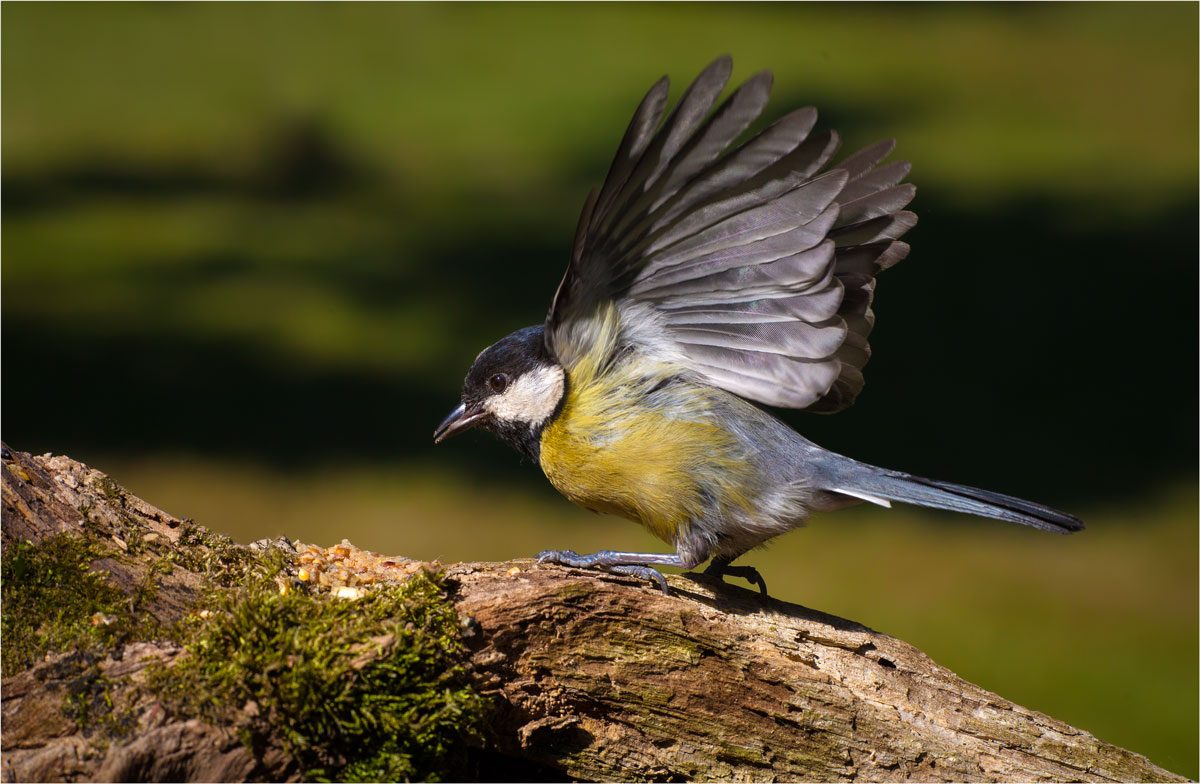 Finally with open wings