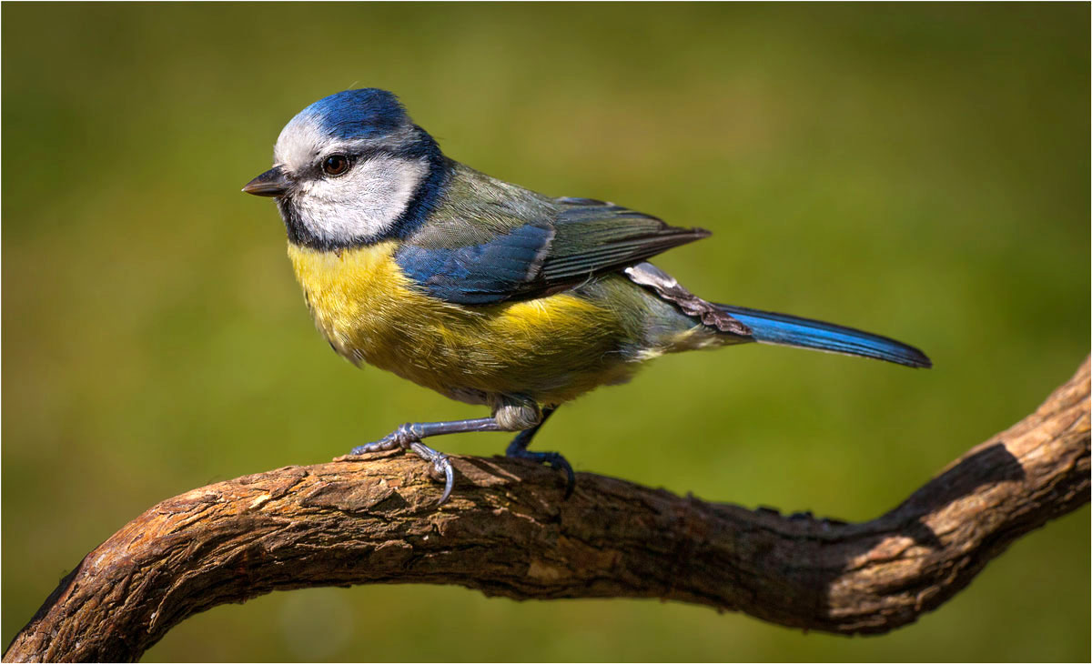 Cinciarella 22-04-2017