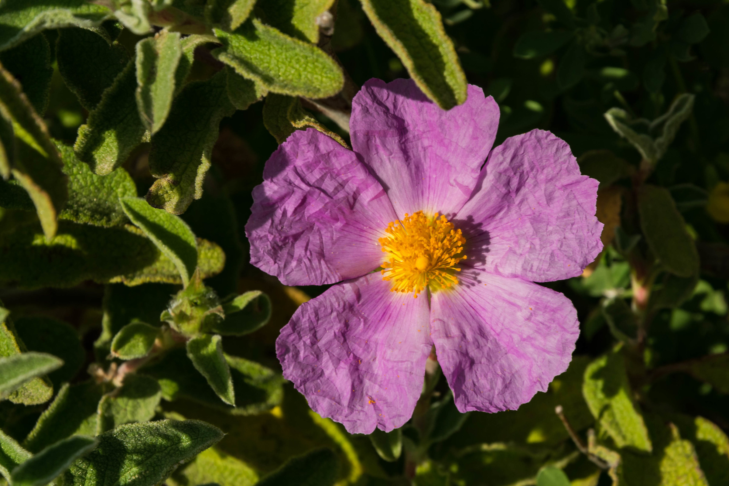 A flower with petals crumpled ....