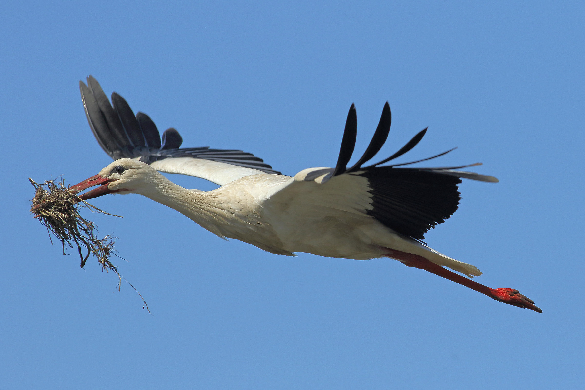 stork