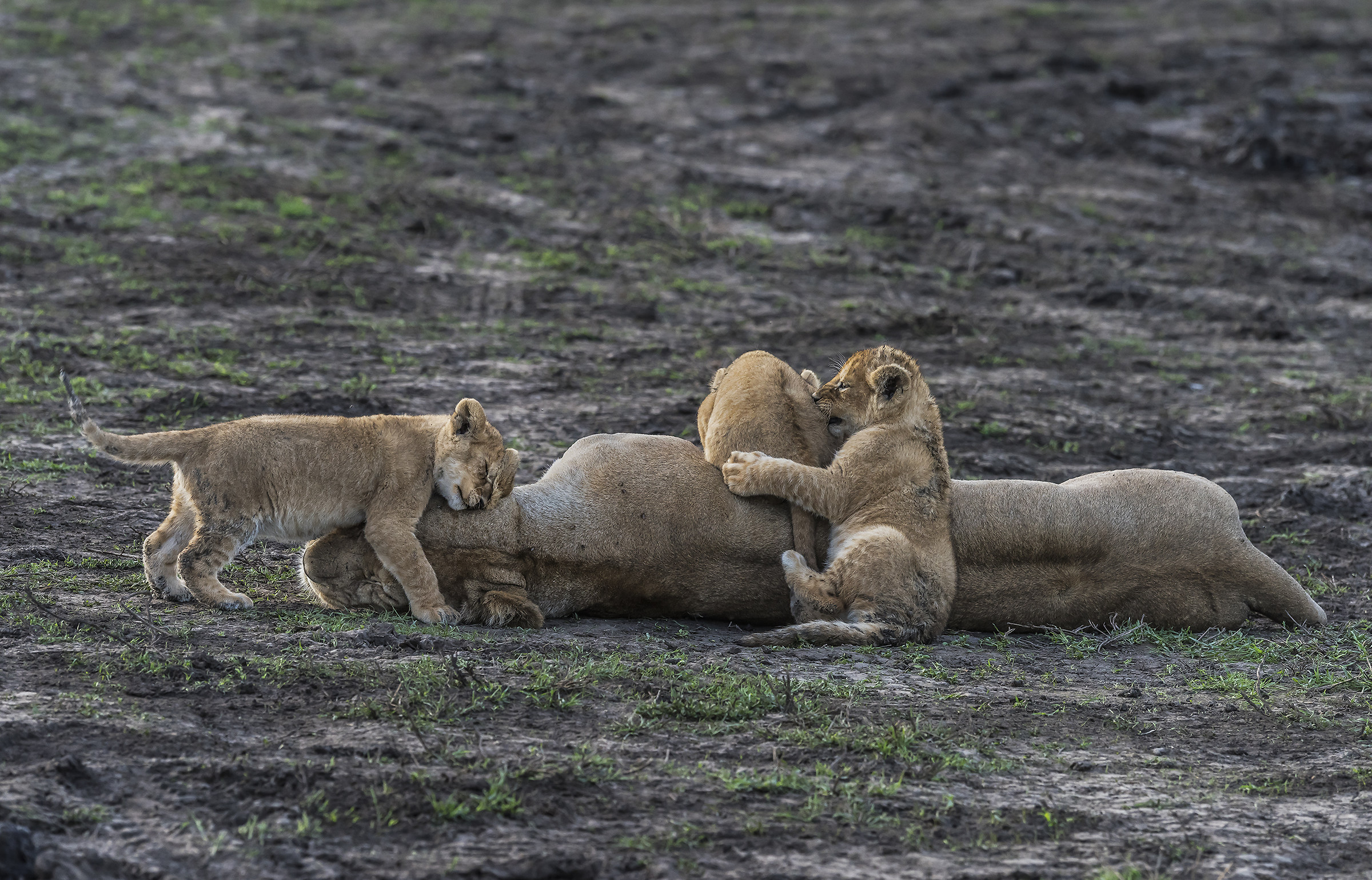 Tanzania 2017 -  Family