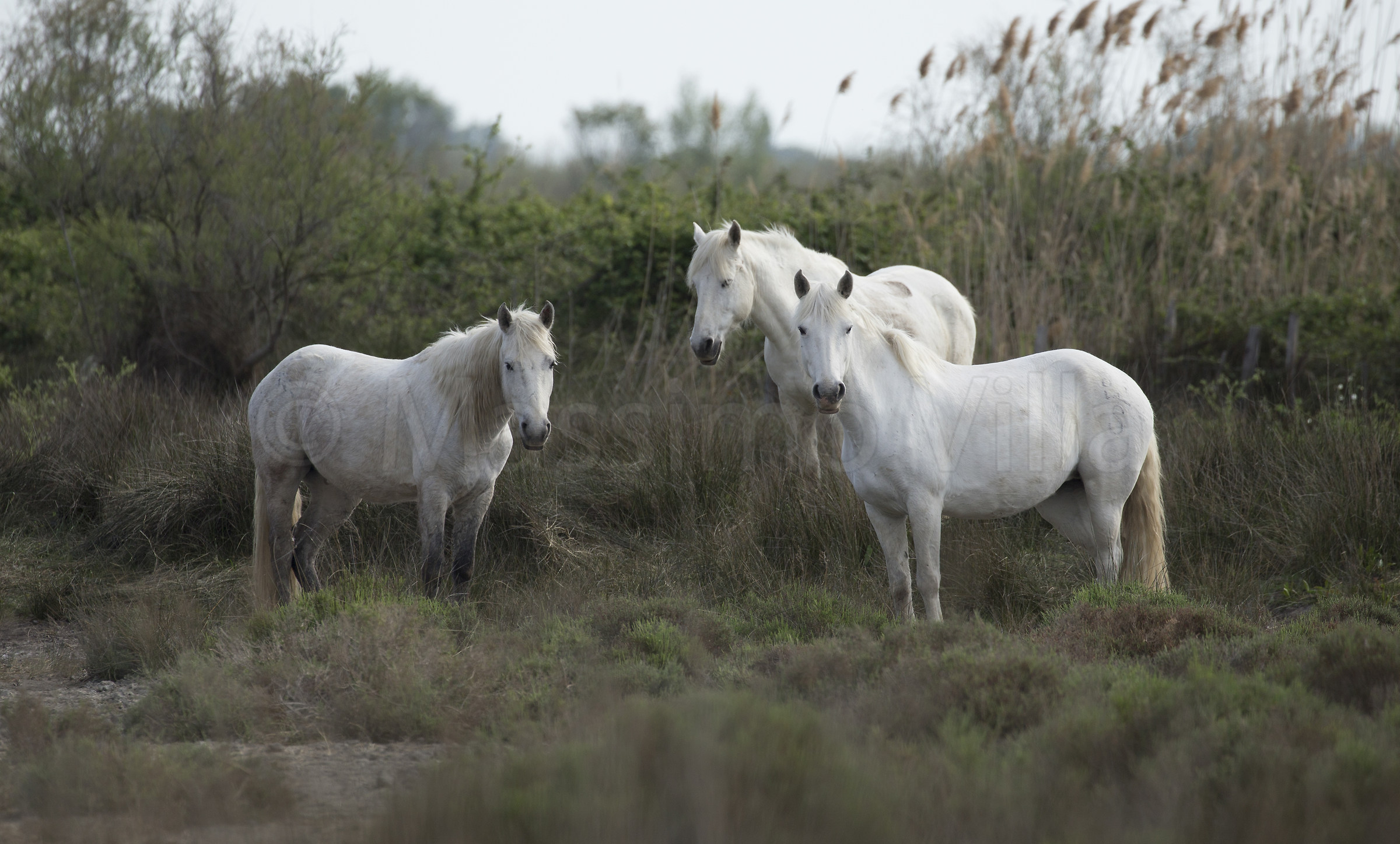 Horses in the Camargue