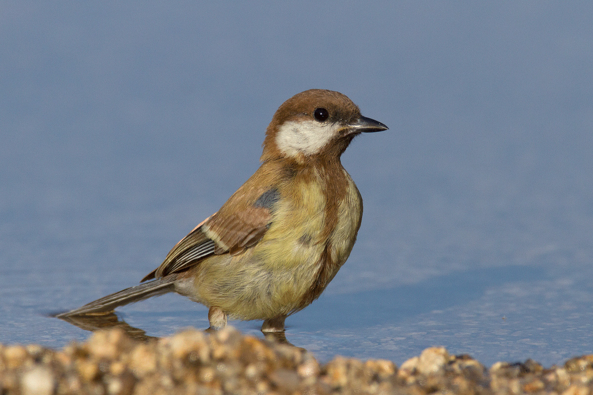 cinciallegra giovane sarda con colori strani