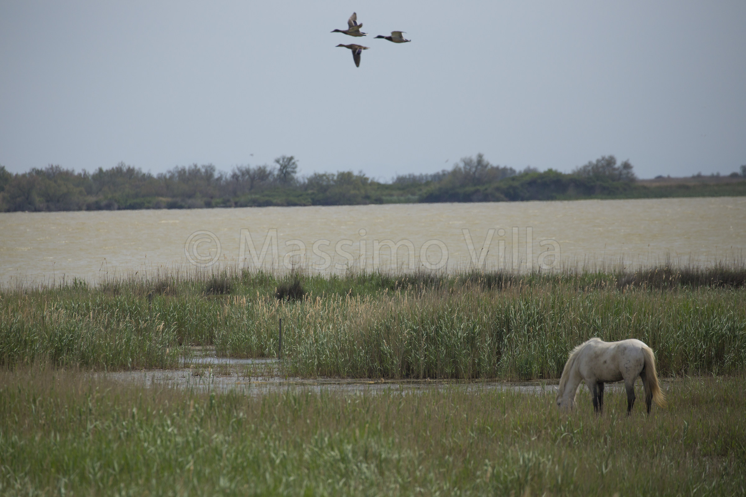 Horses in the Camargue