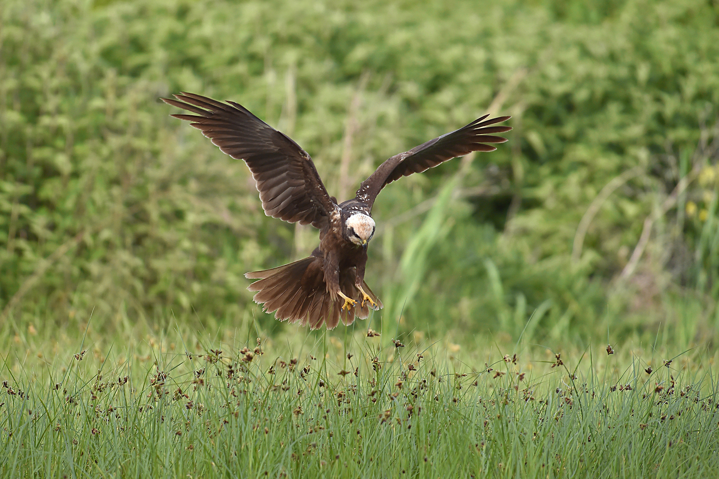 Stories of feathers 5 (Marsh Harrier)
