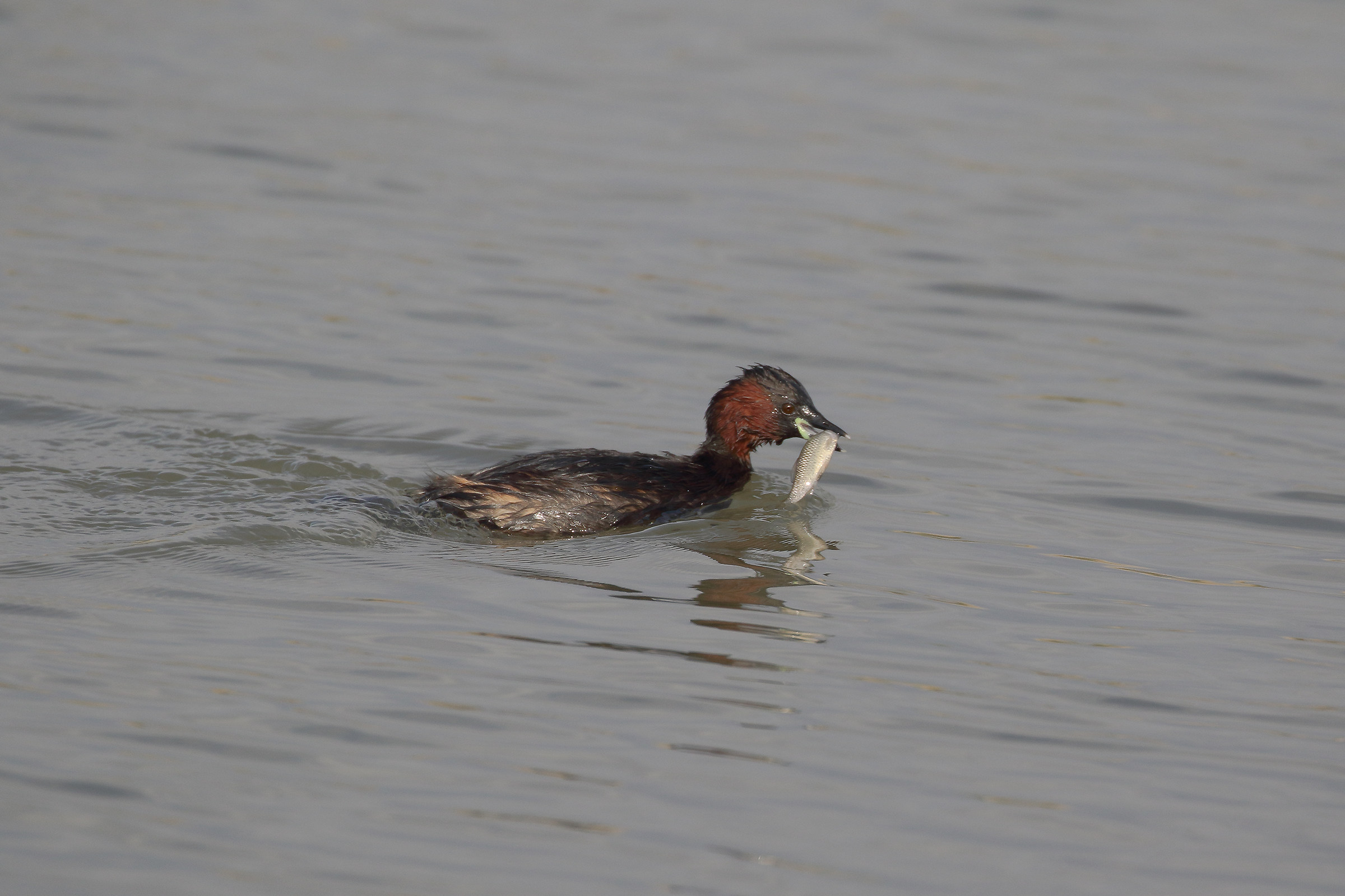 Little Grebe with Pranzetto
