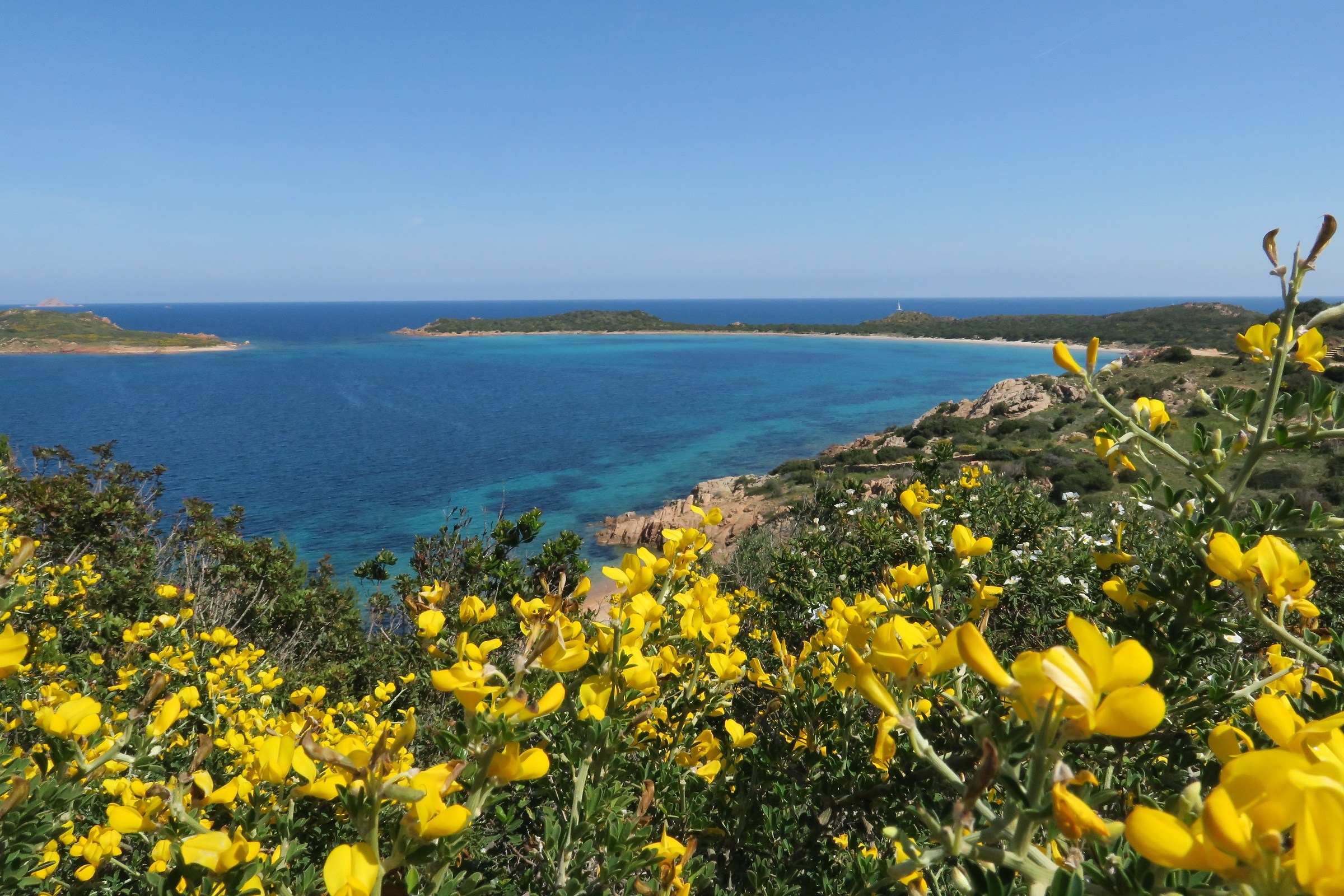 Coda Cavallo, brooms