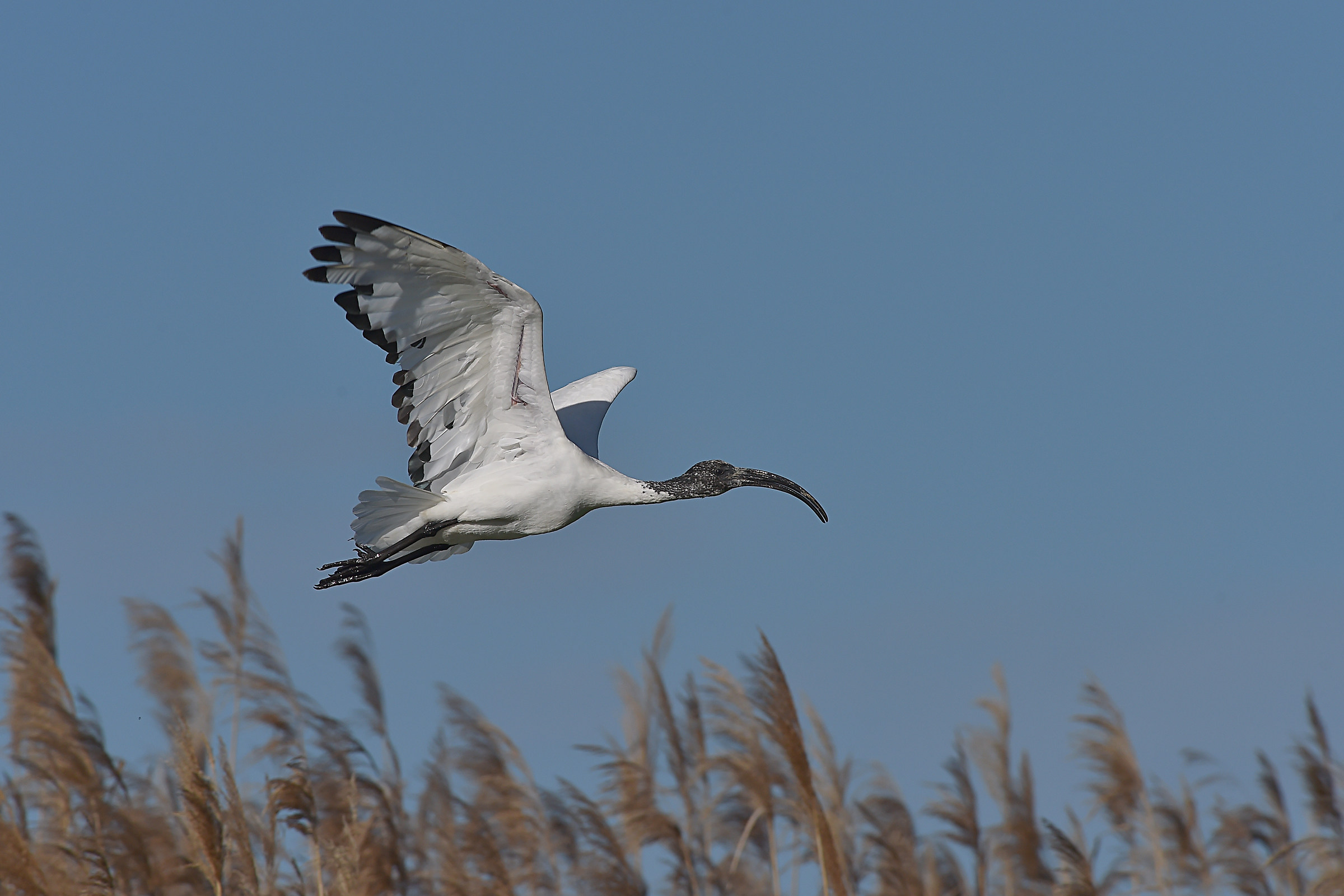 Stories of feathers 5 (Sacred Ibis)