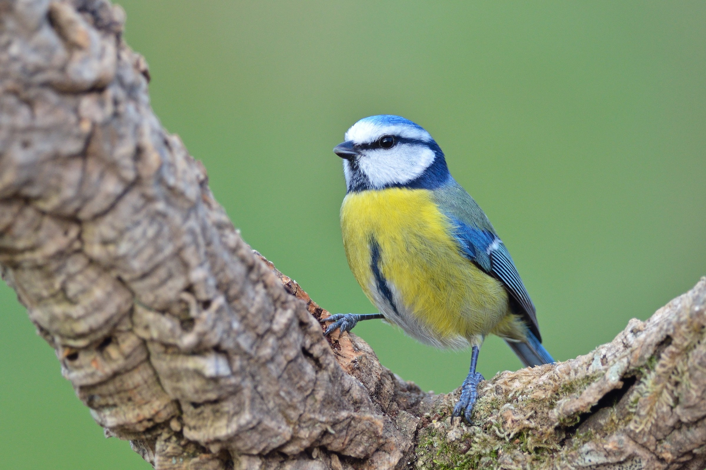Blue Tit (Parus caeruleus)