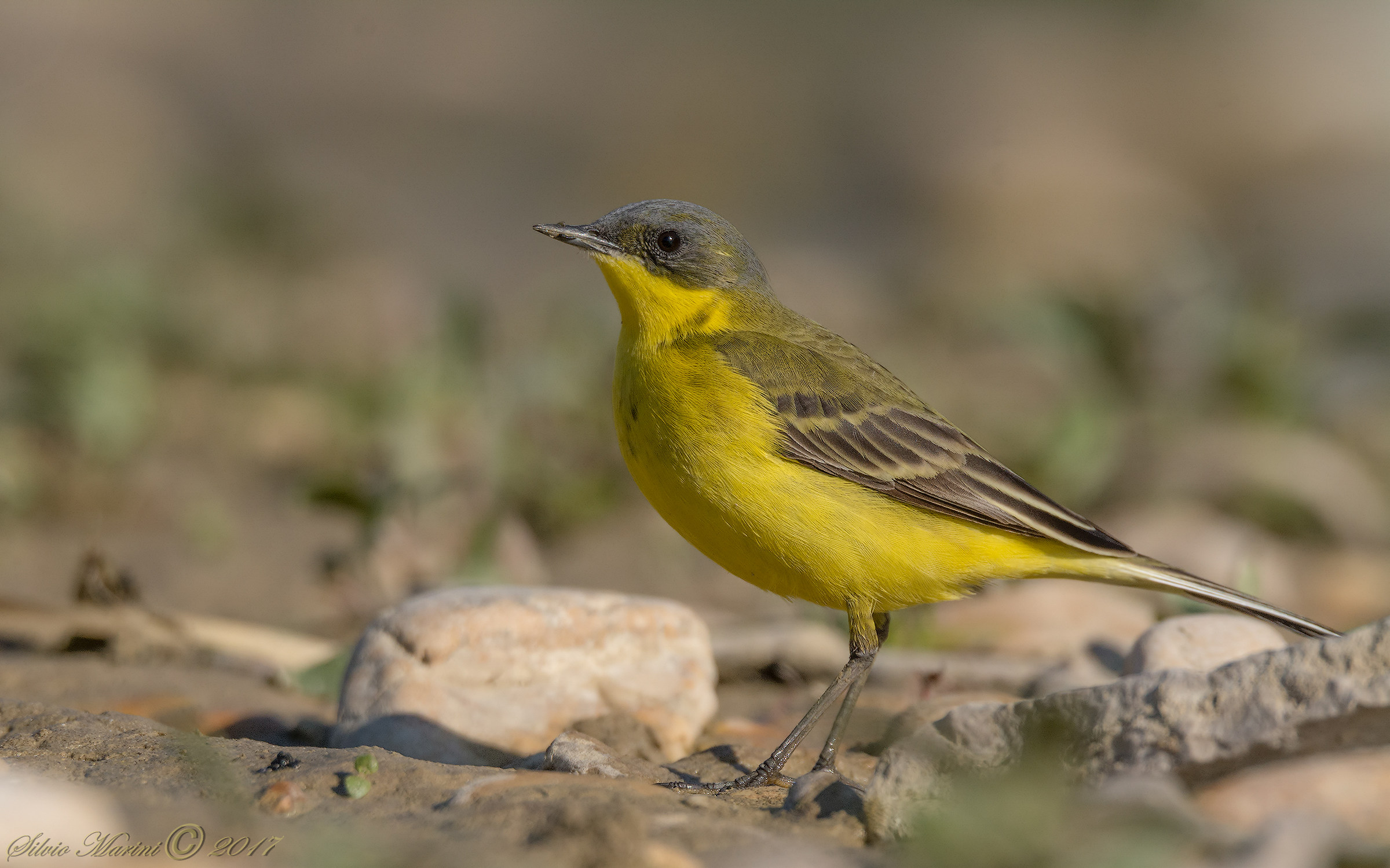 Cutrettola (Motacilla flava)
