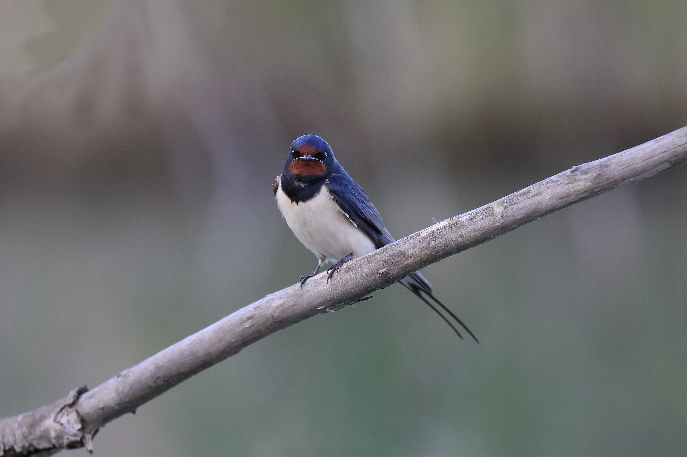 Swallow