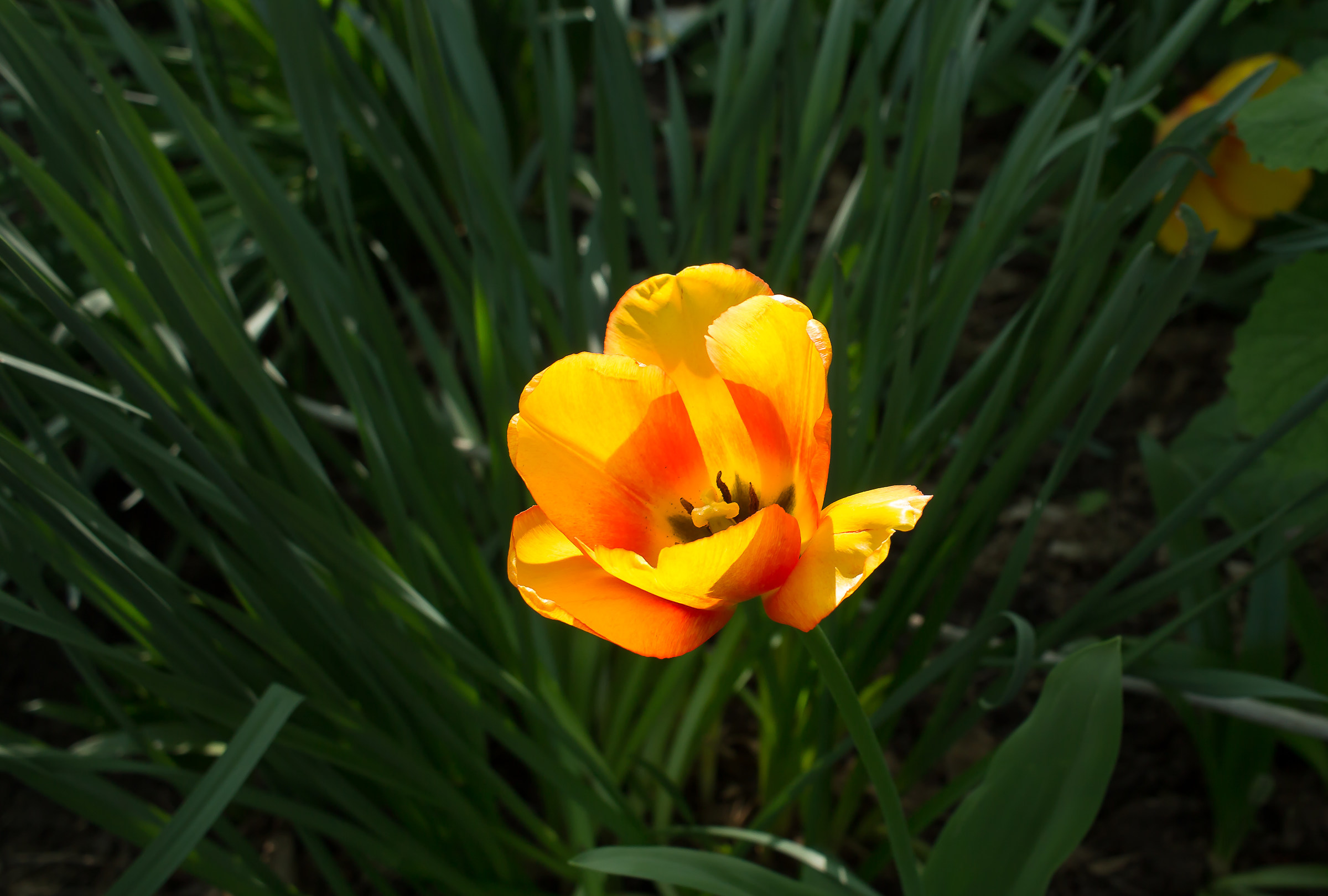 Tulipano