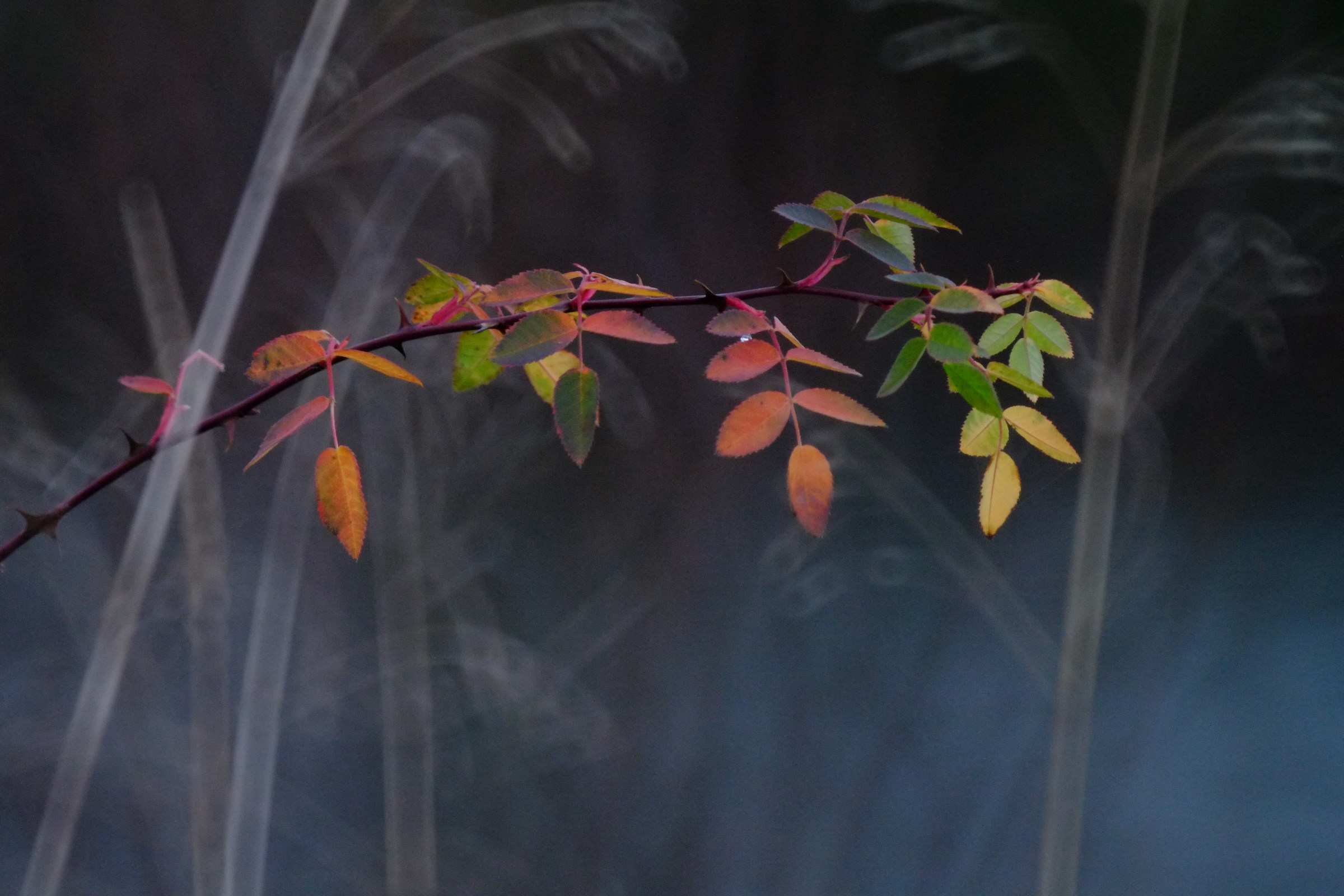 inverno rosa, Tamron 500 specchio