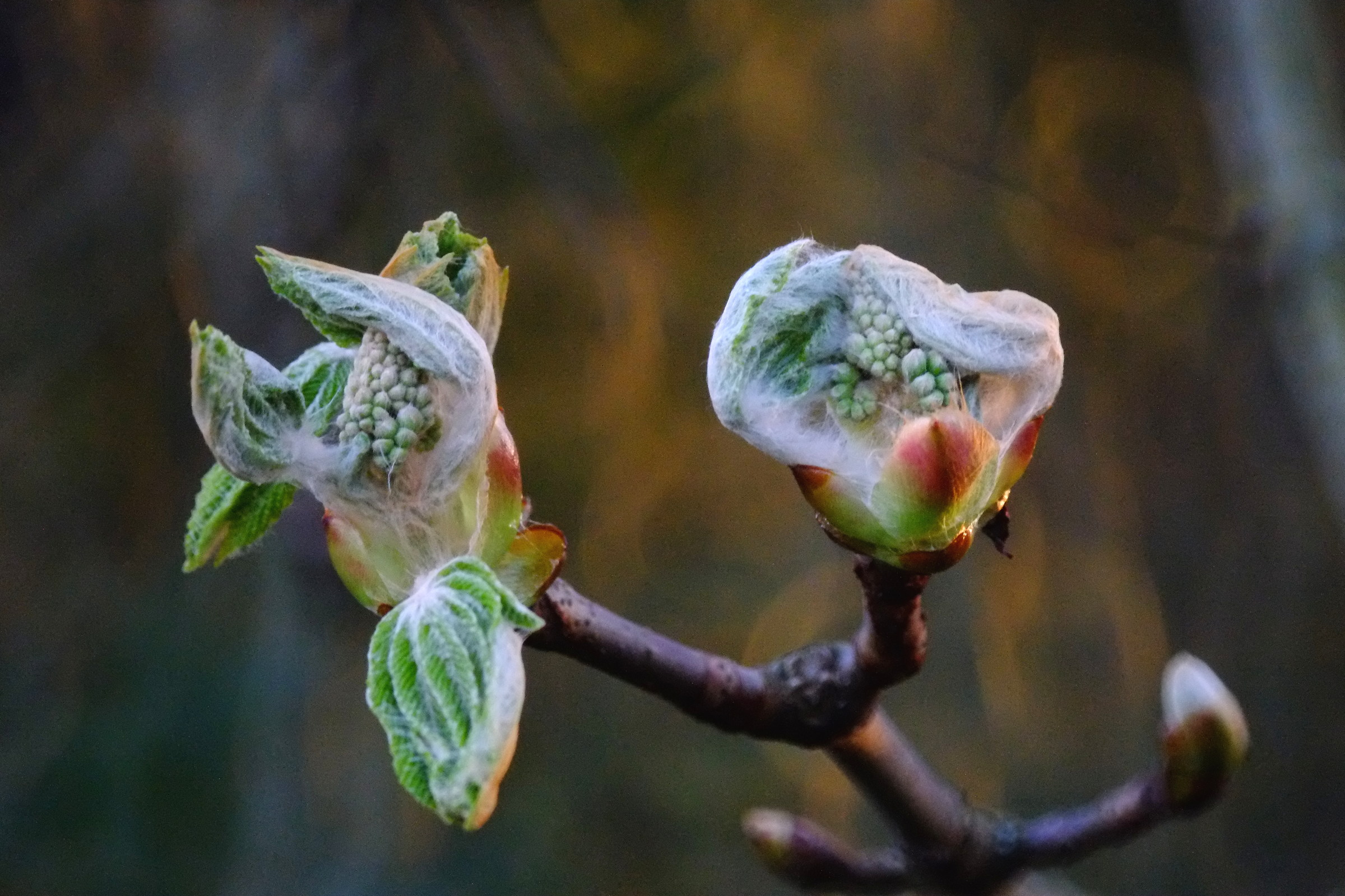 Buckeye (castagno), Tamron 500 specchio