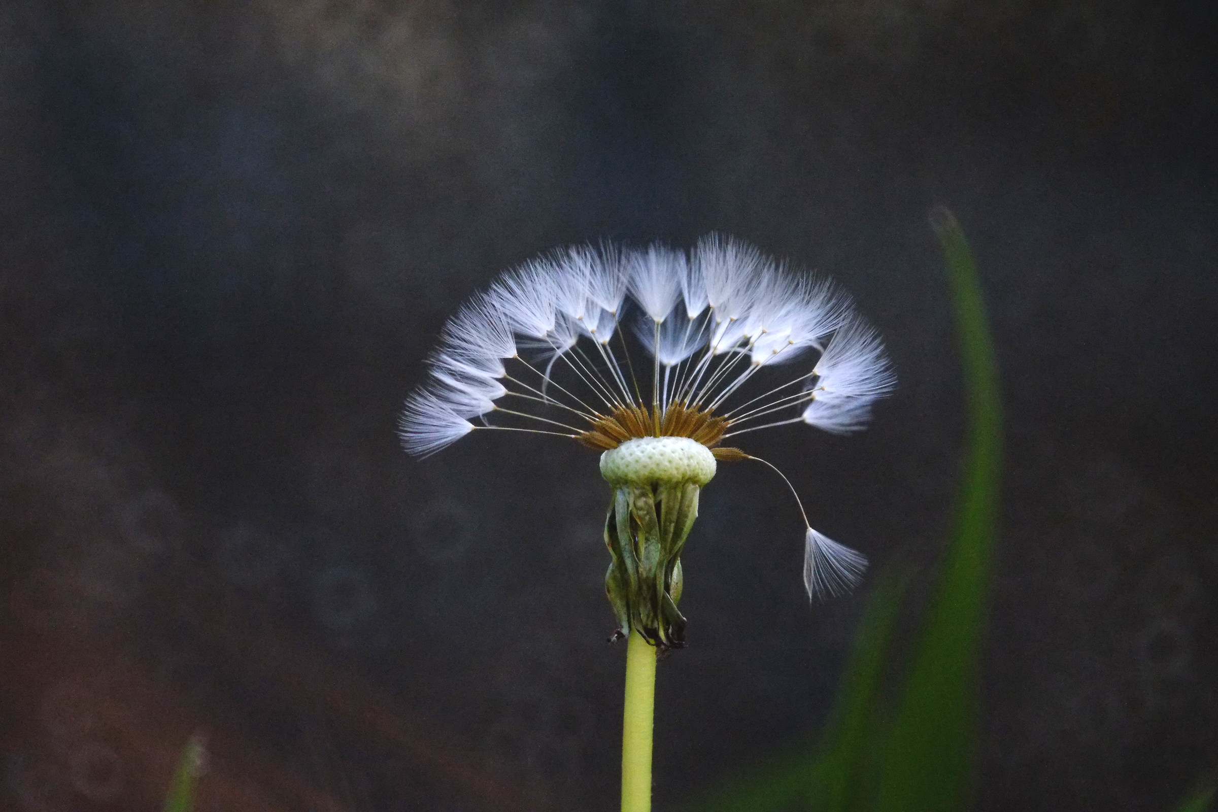 dente di leone, Tamron 500 specchio