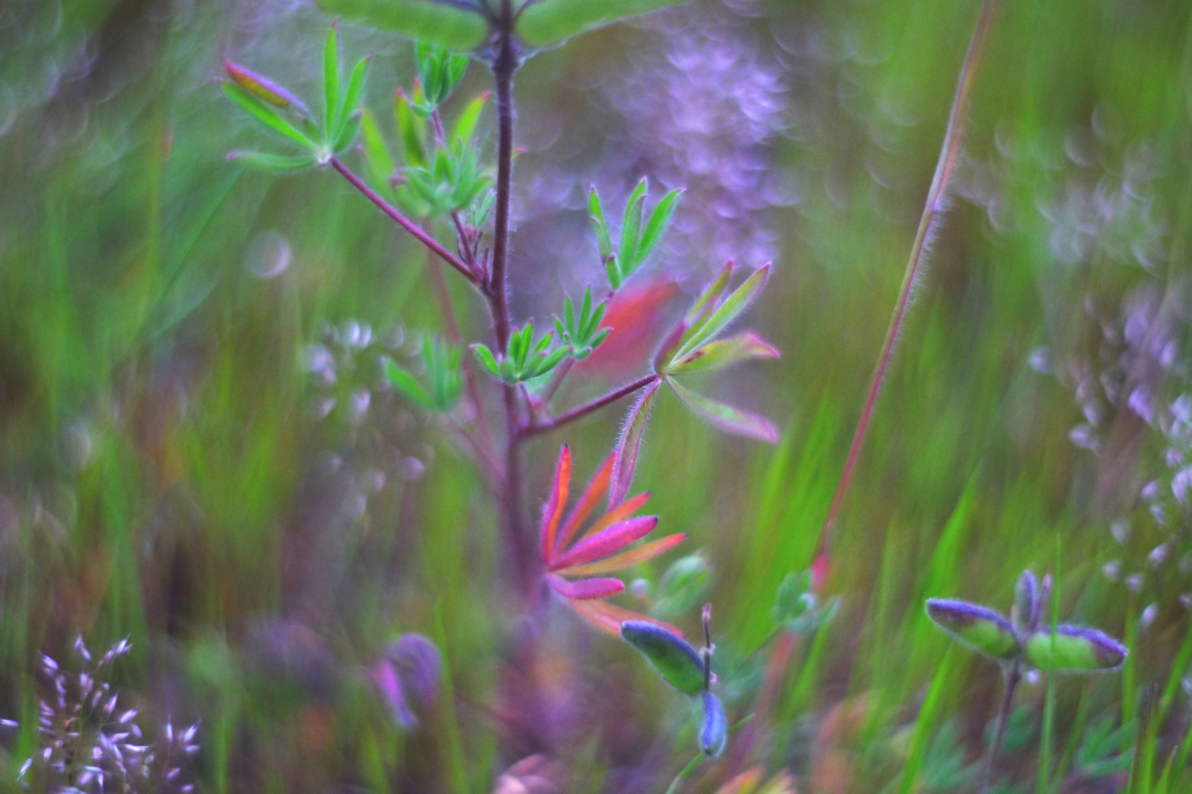 pittura russa, helios 40