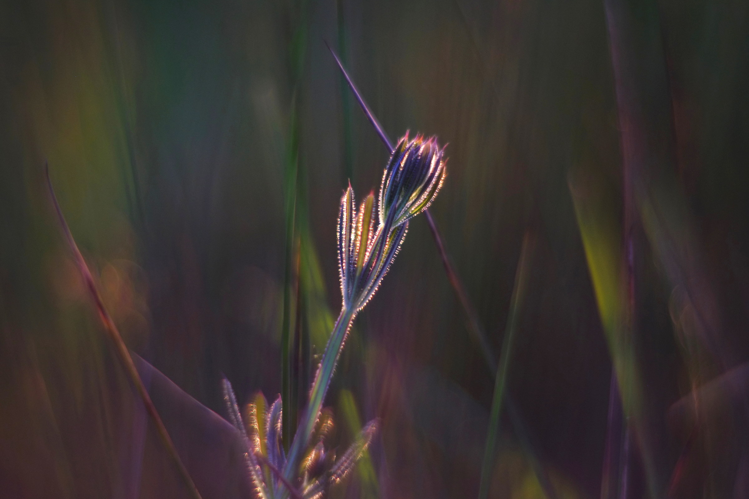 zone umide erbaccia appiccicosa, helios 40
