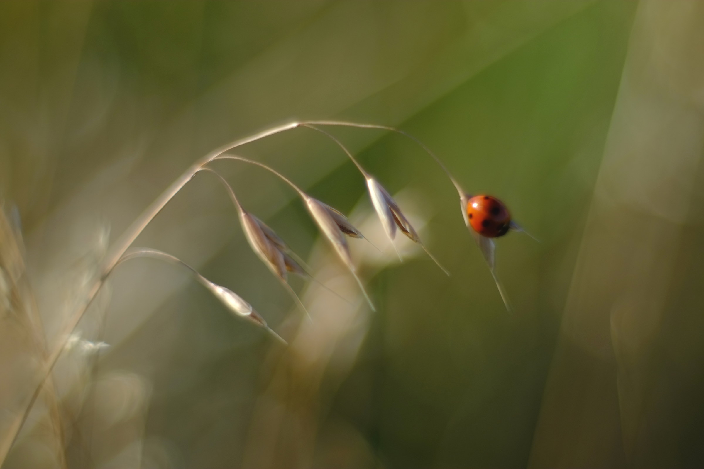 a cavallo del vento, helios 40