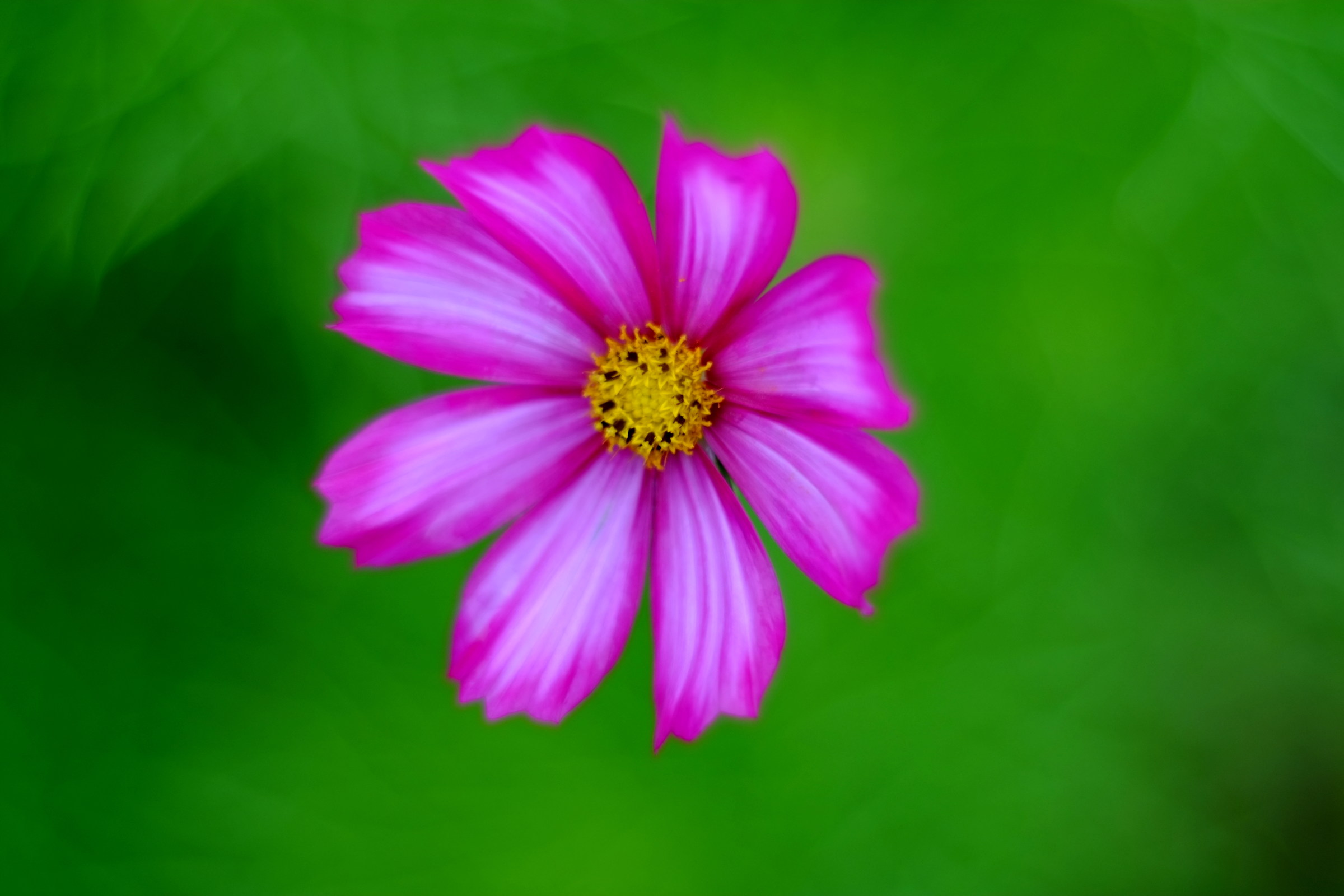 Cosmo, Diaplan 80 2,8