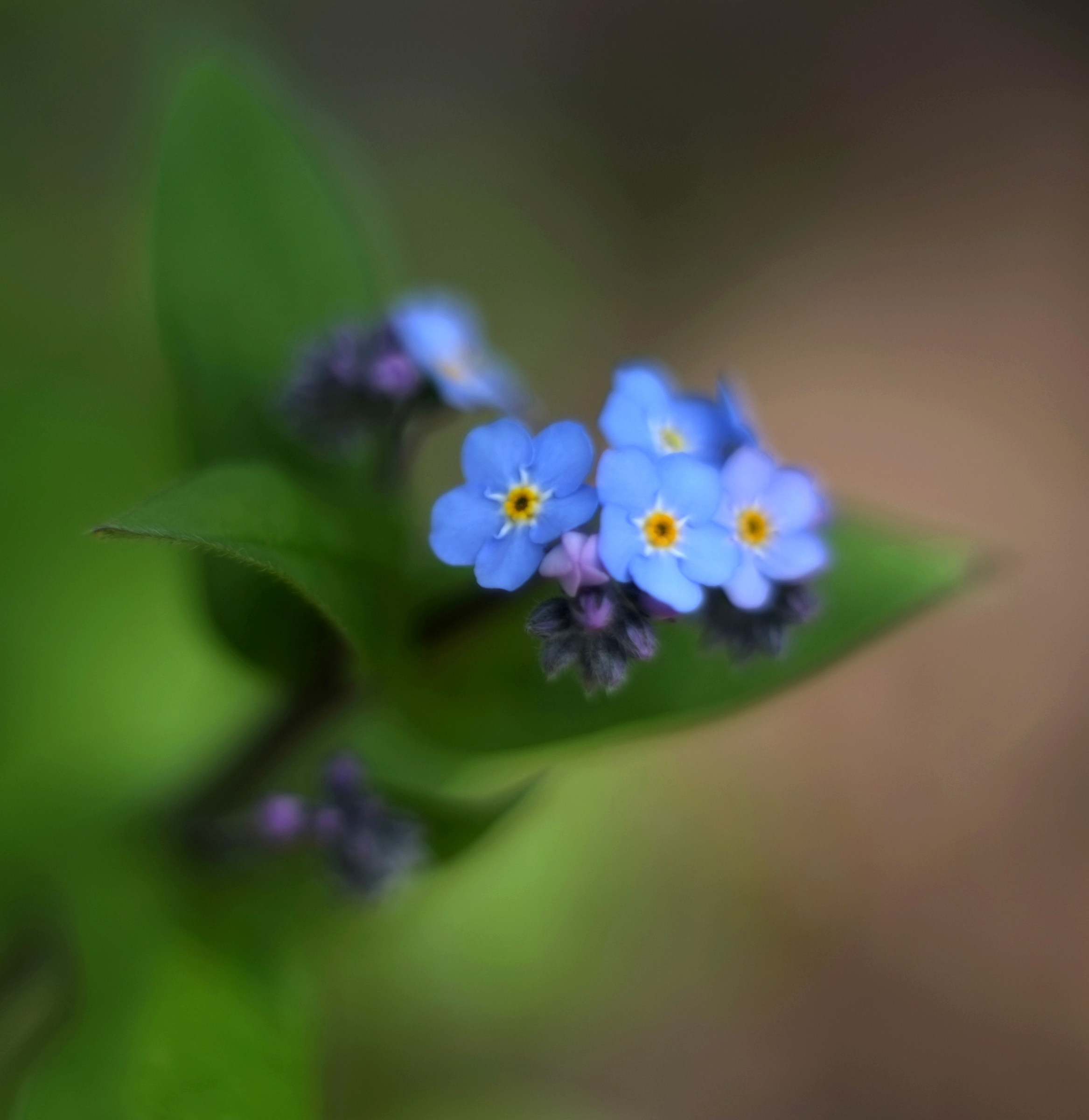 dimenticare-me-not, helios 40