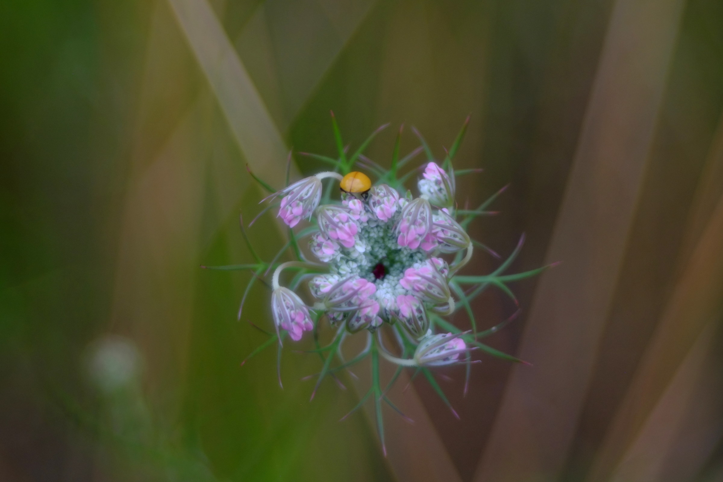 regina anne 2, Diaplan 80 2,8