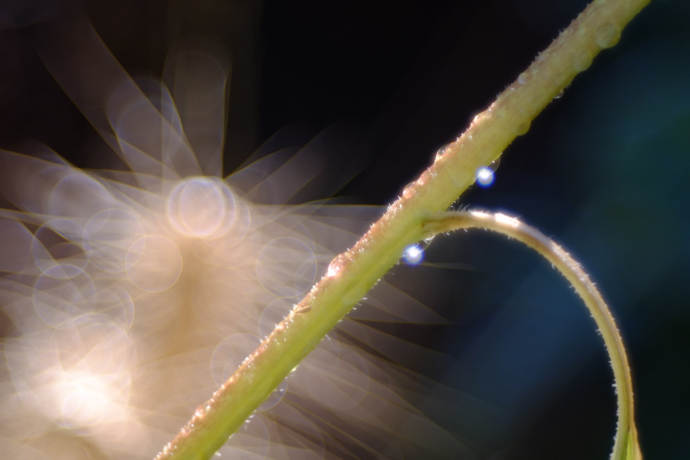 di semi di girasole e grano, Diaplan 80 2.8