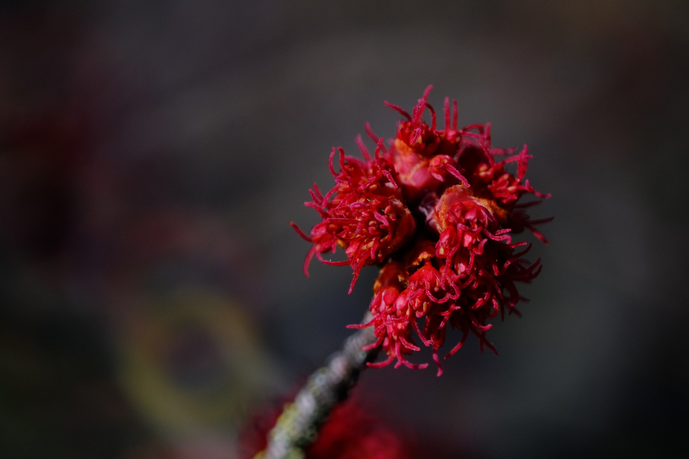 maple flowers, kiron 105 2.8