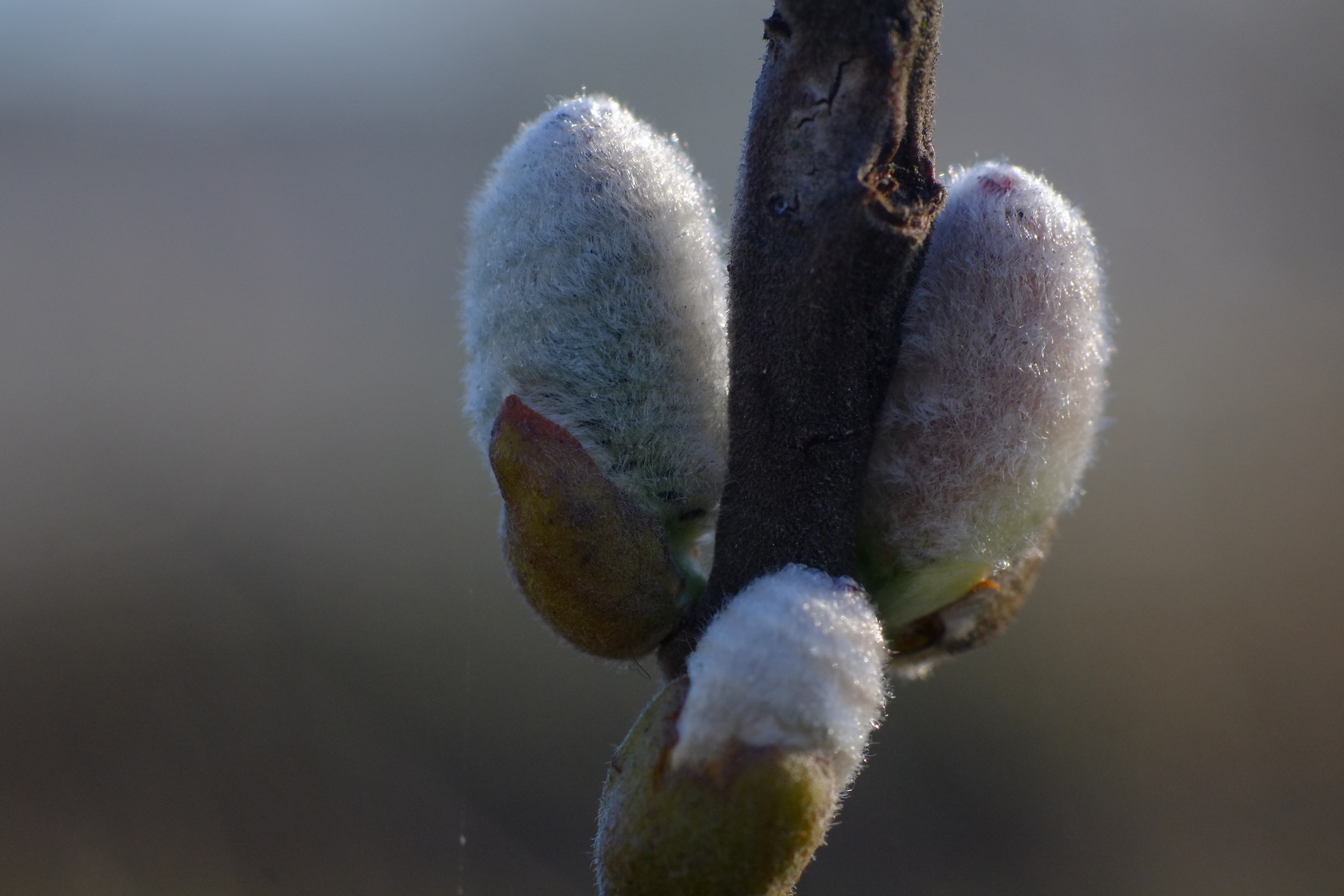 willow 1, kiron 105 2.8