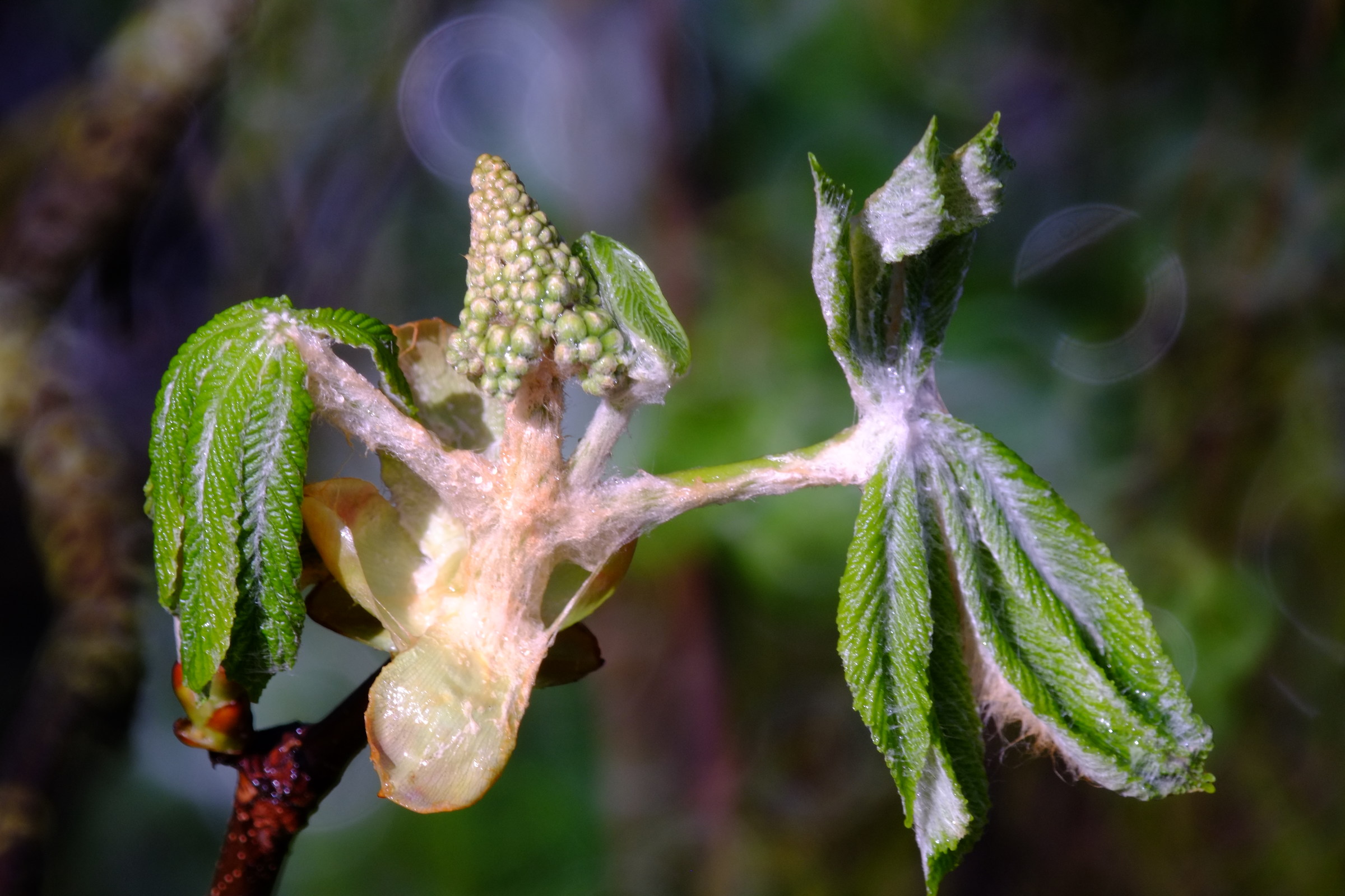 buckeye (chestnut), tamron 500 mirror