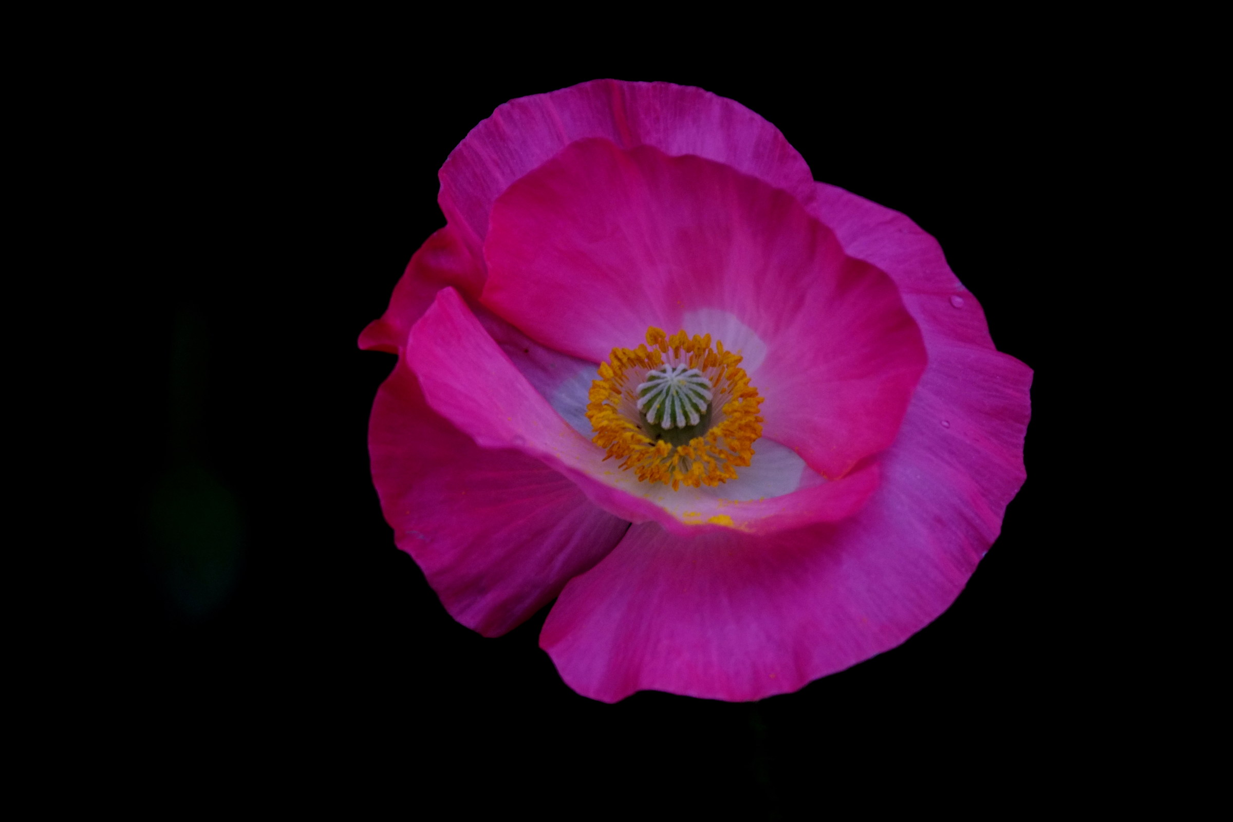 poppy, tamron 500 mirror