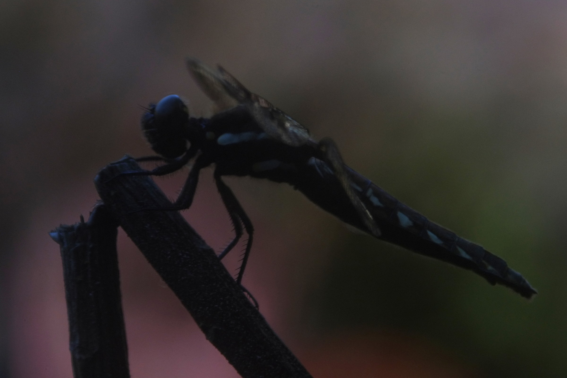 pause, tamron 500 mirror