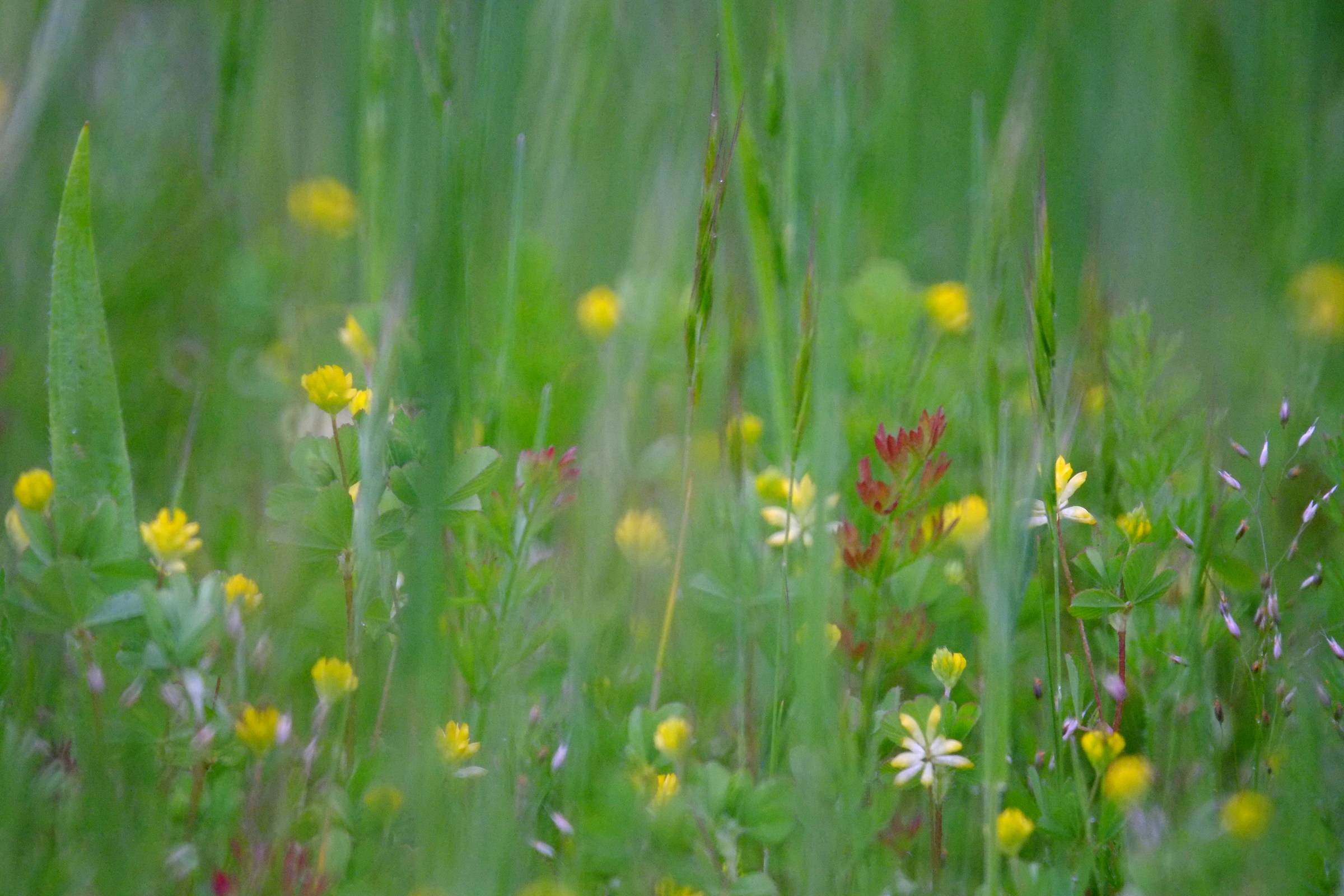 creekside meadow, tamron 500 mirror