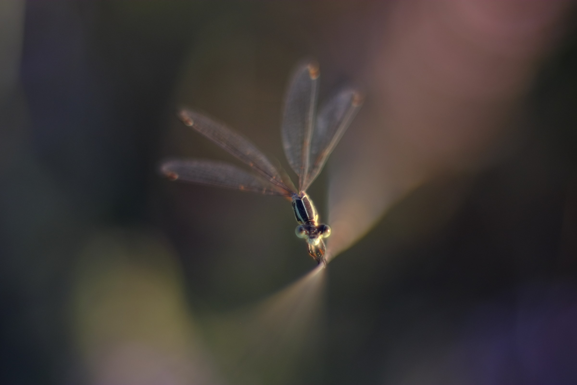 damselfly, helios 40
