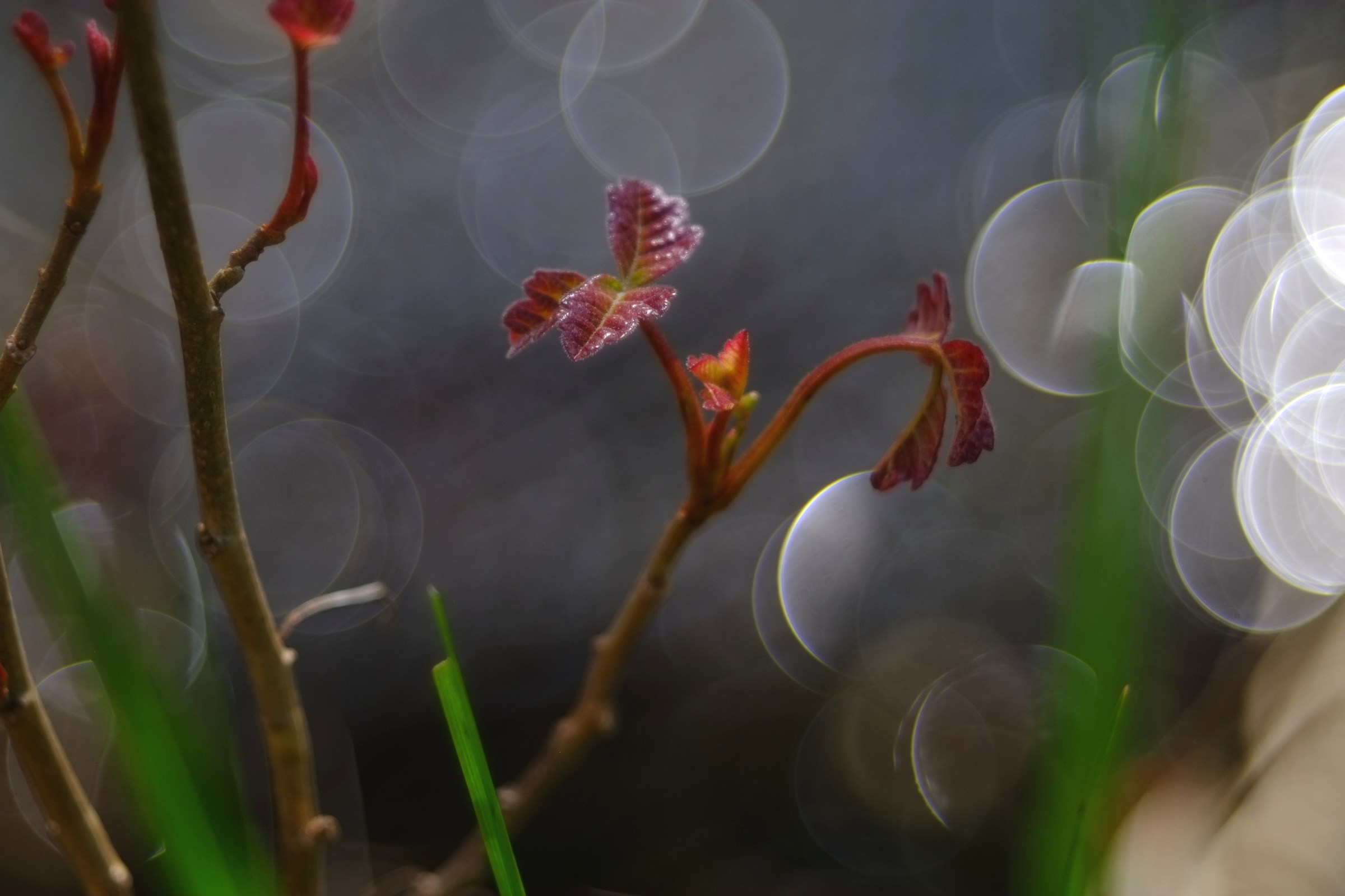 poison oak 1, diaplan 80 2.8