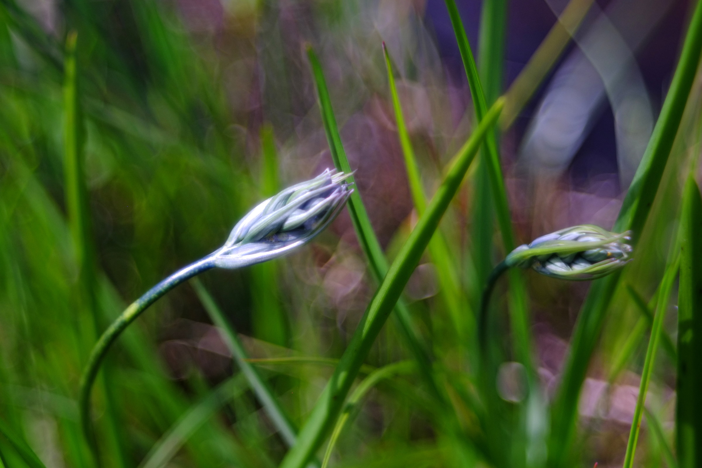 camas, diaplan 80 2.8