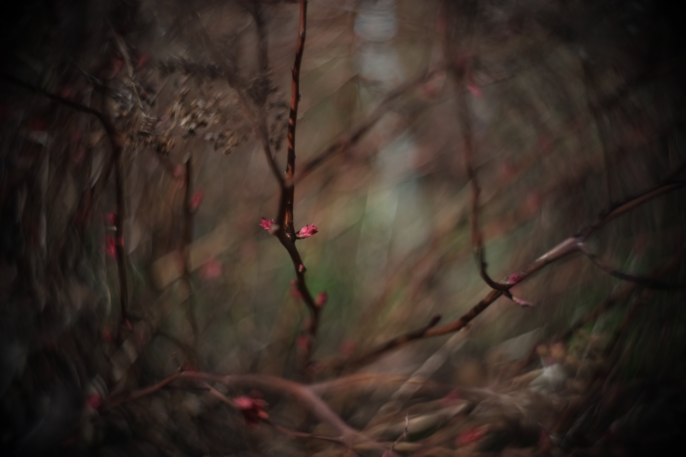 spring, cooke kinic 25 1.5