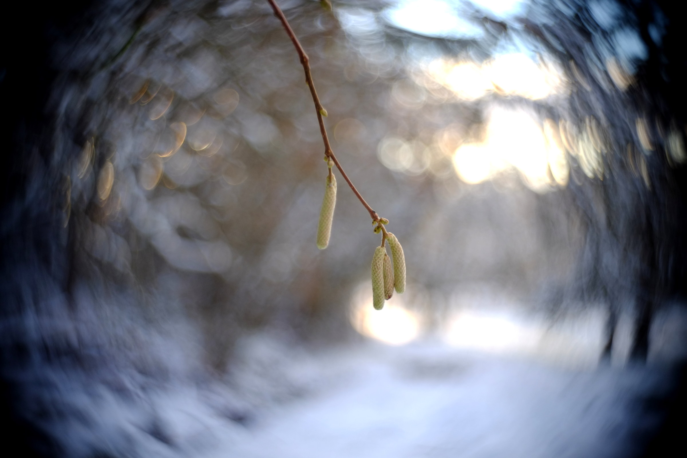 spring forecast, cooke kinic 25 1.5