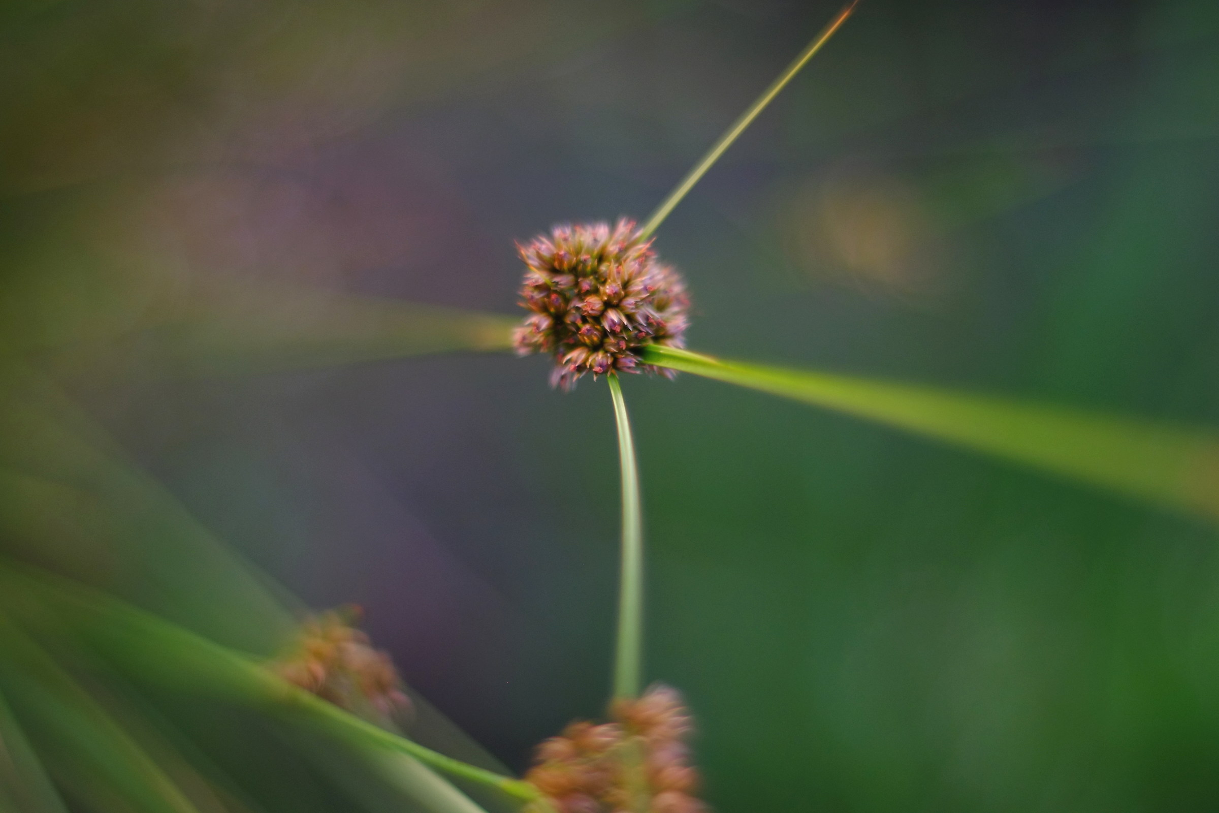 sedge, helios 40