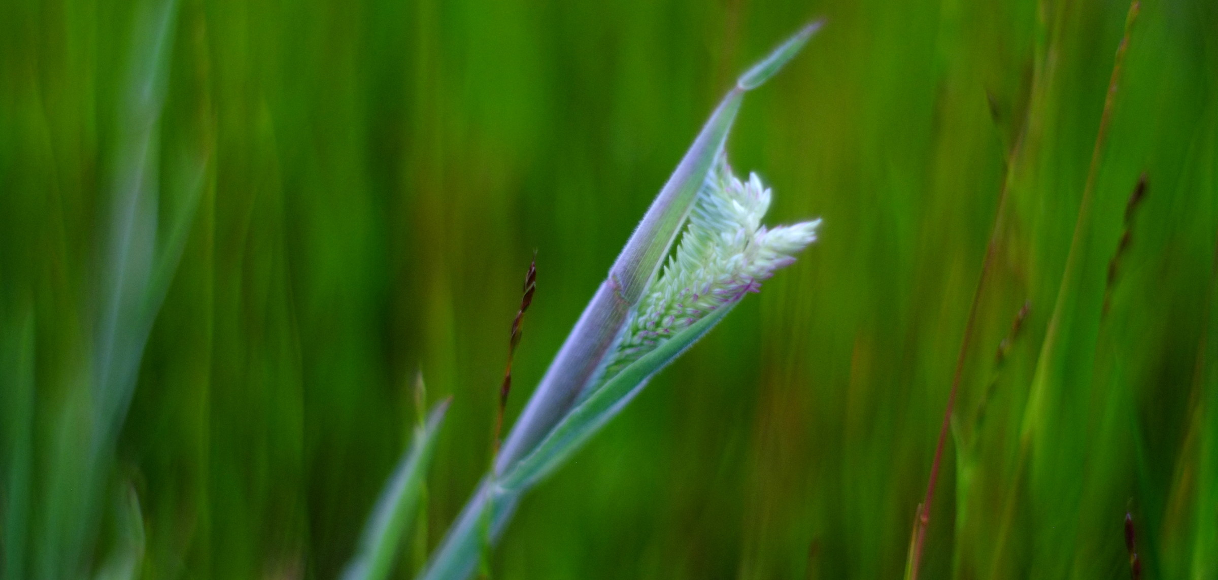 in a sea of green, helios 40